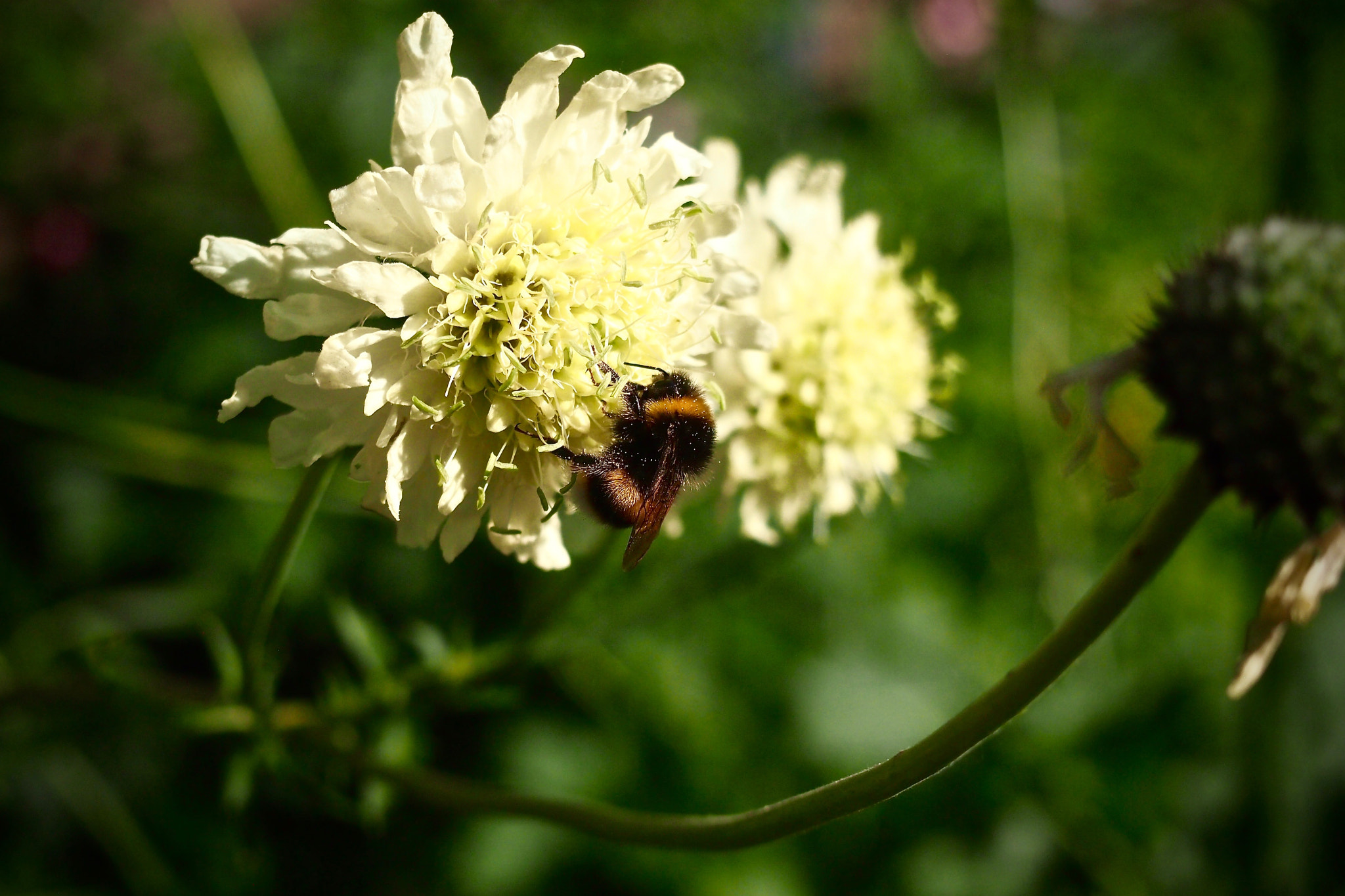Olympus PEN E-P3 sample photo. Bee on flower photography