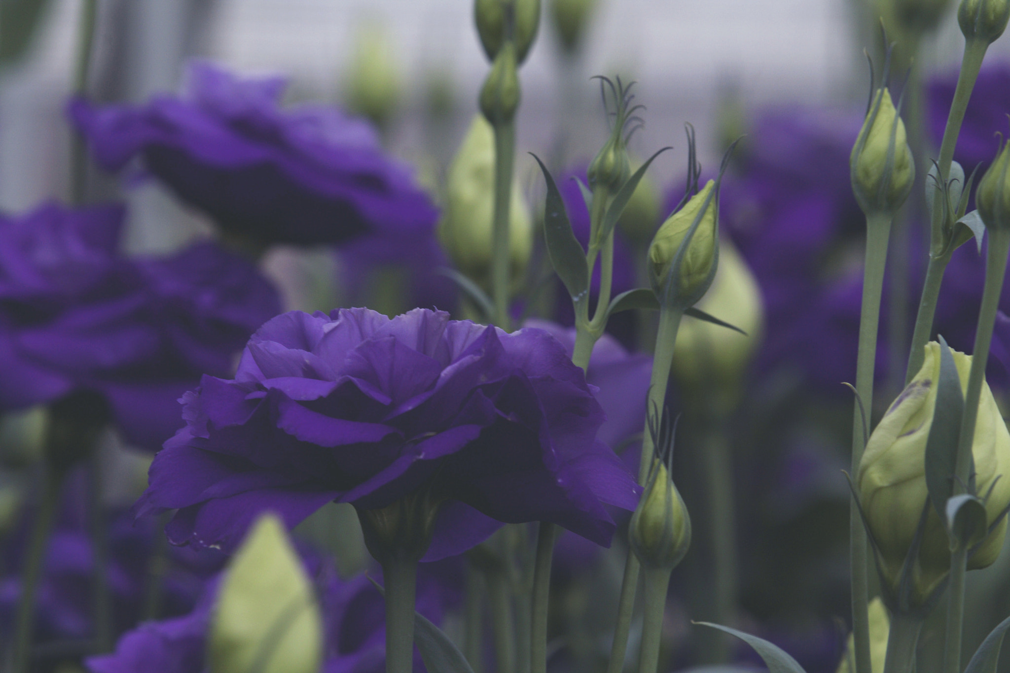 Canon EF-S 55-250mm F4-5.6 IS STM sample photo. Dark violet photography