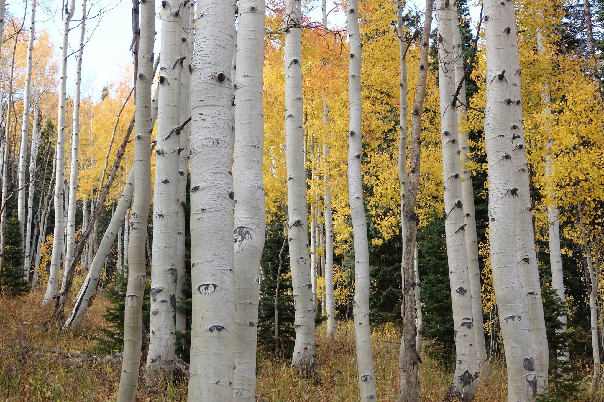 Sony 24-600mm F2.4-4.0 sample photo. The aspens of northern colorado offers some wonderful color and contrast to the fall. photography
