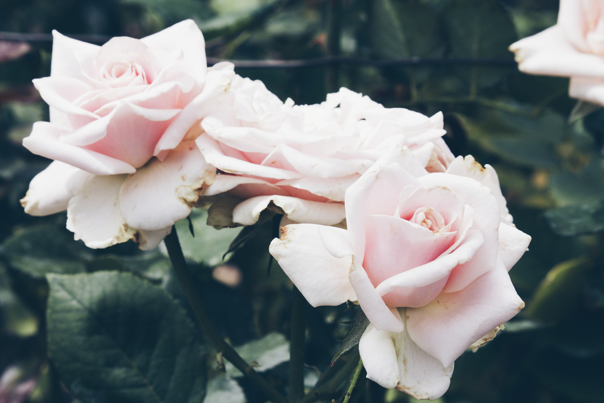 Canon EF-S 55-250mm F4-5.6 IS STM sample photo. Pastel rose photography