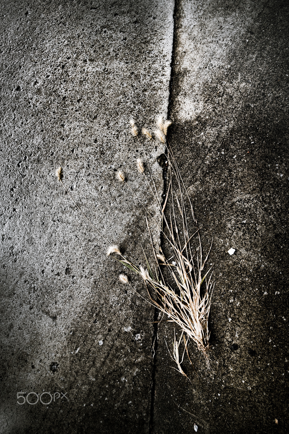 Sigma 12-24mm F4.5-5.6 II DG HSM sample photo. Dying of grass photography