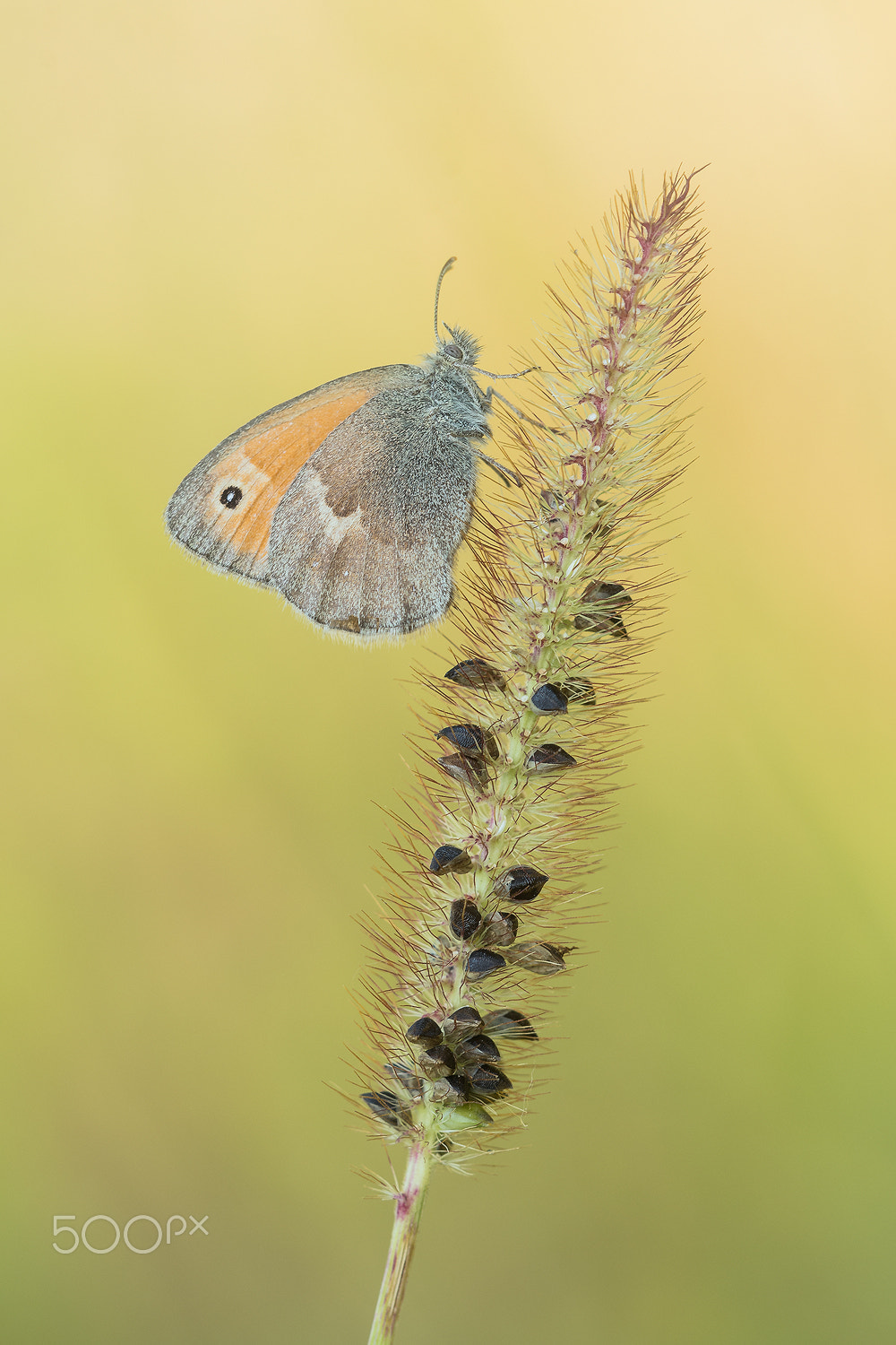 Sigma 150mm F2.8 EX DG Macro HSM sample photo. Small heath photography