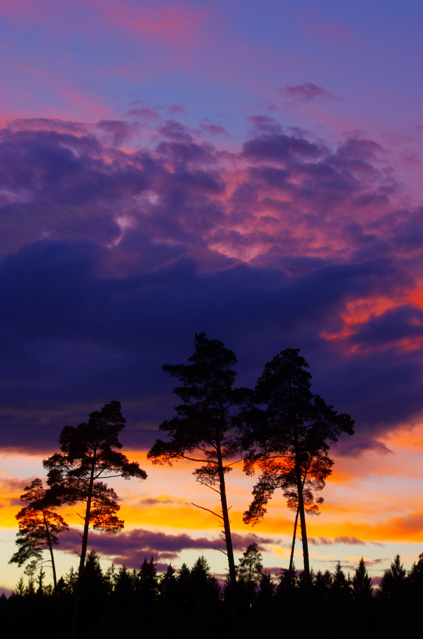 Pentax K-5 sample photo. Tall pine trees in front of the cloudy evening sky photography