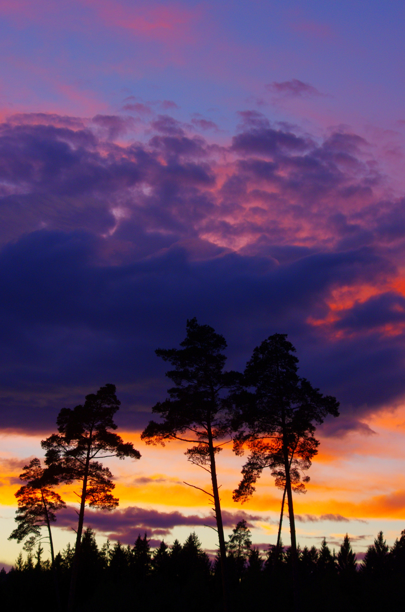 HD Pentax DA 55-300mm F4.0-5.8 ED WR sample photo. Tall pine trees in front of the cloudy evening sky photography