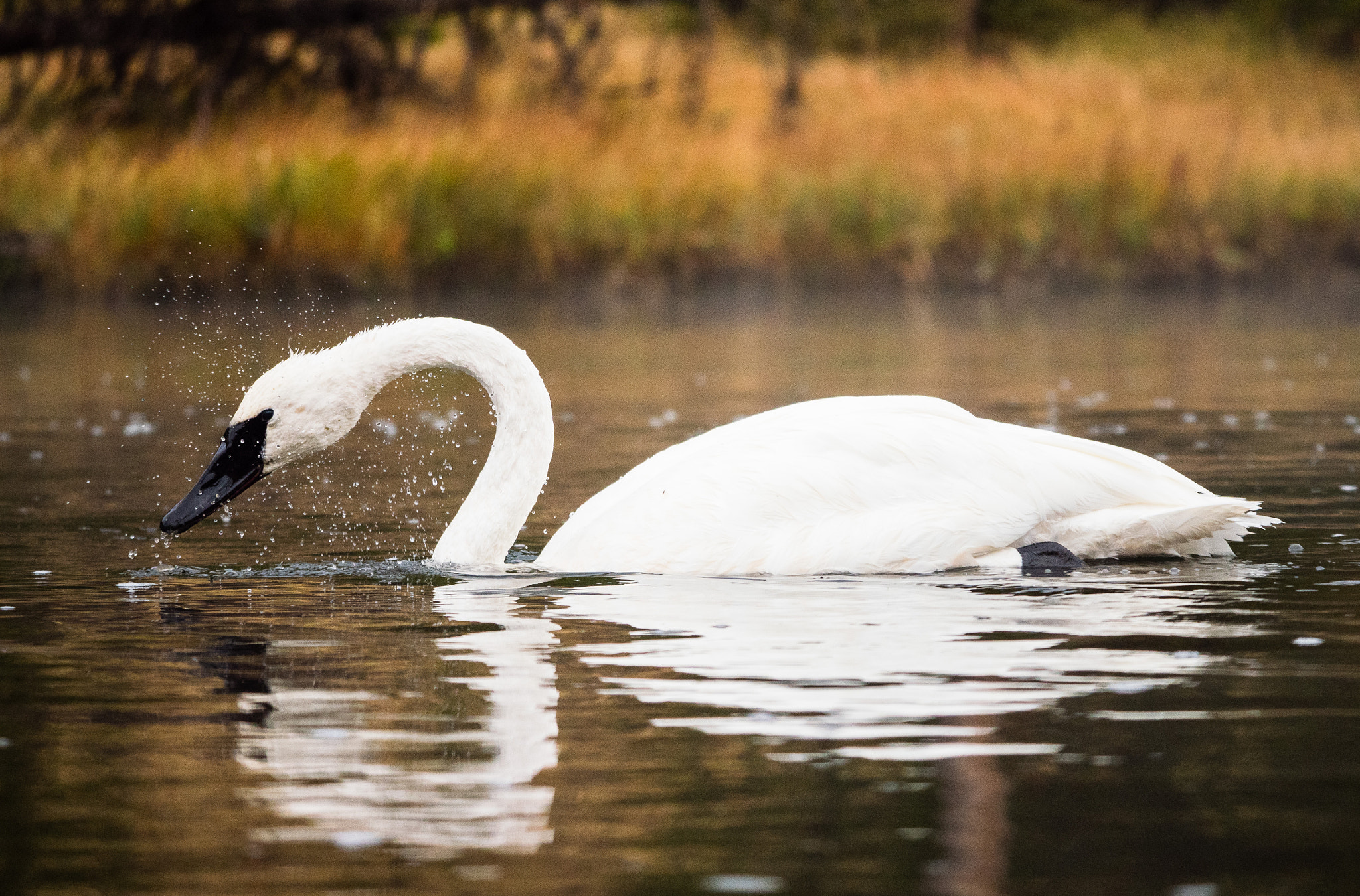 Panasonic Lumix DMC-GX8 + LEICA DG 100-400/F4.0-6.3 sample photo. Trumpeter swan photography
