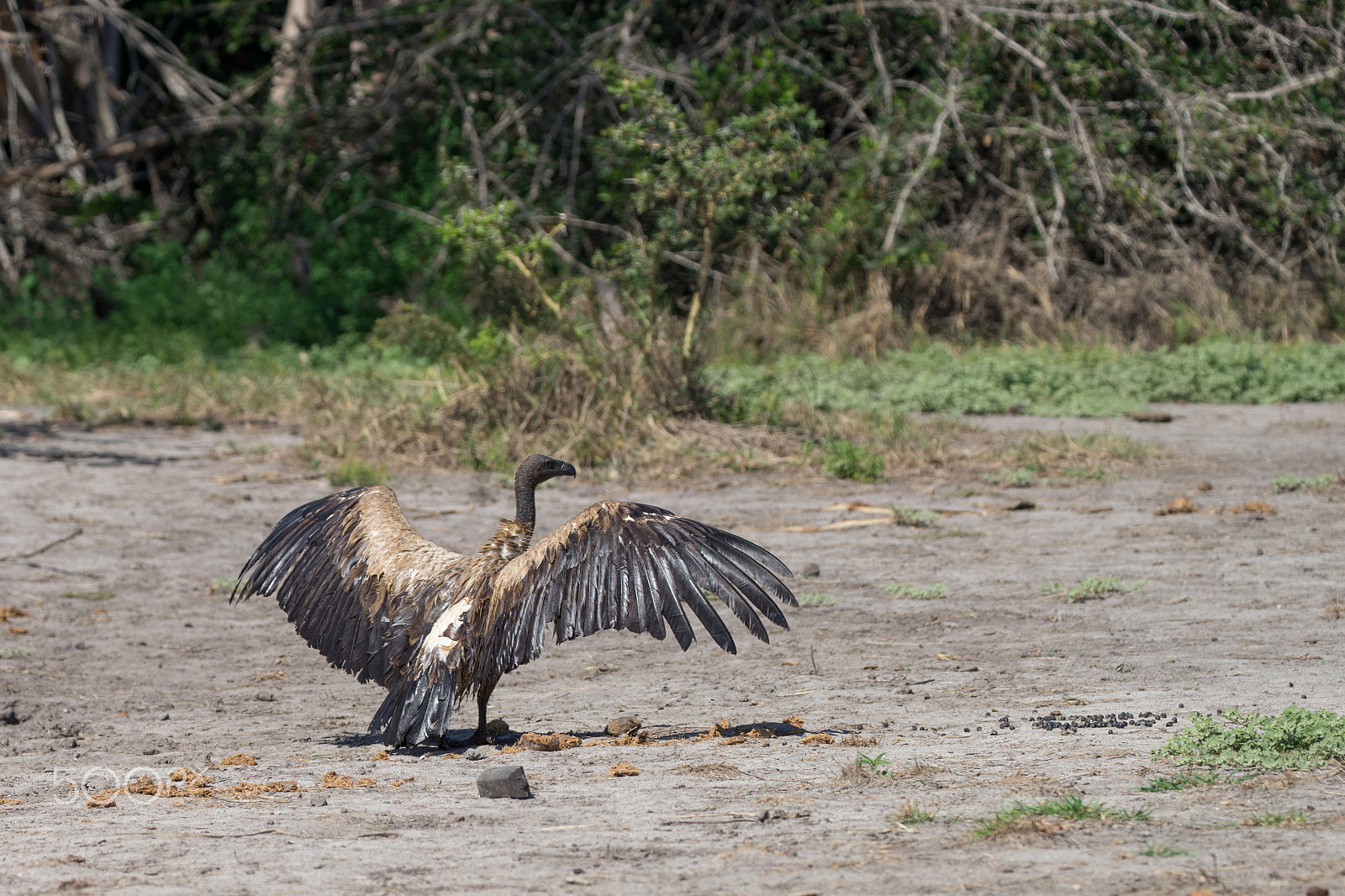 Sony a7 II + Canon EF 100-400mm F4.5-5.6L IS II USM sample photo. White backed vulture photography