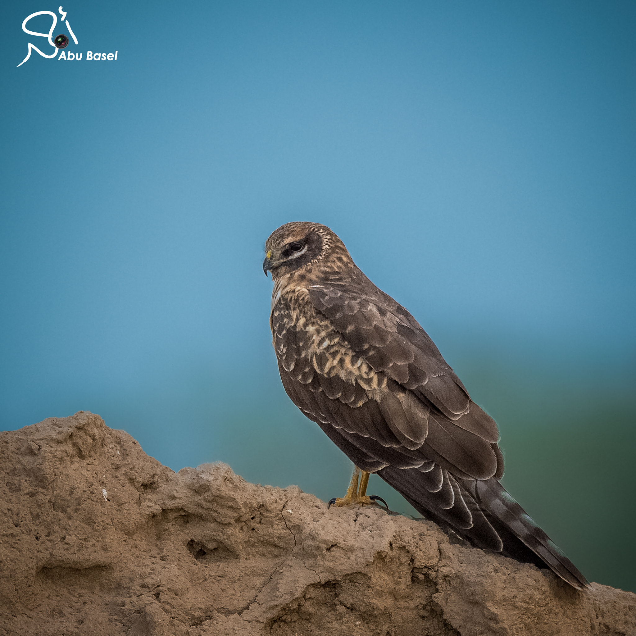 Sigma 150-600mm F5-6.3 DG OS HSM | S sample photo