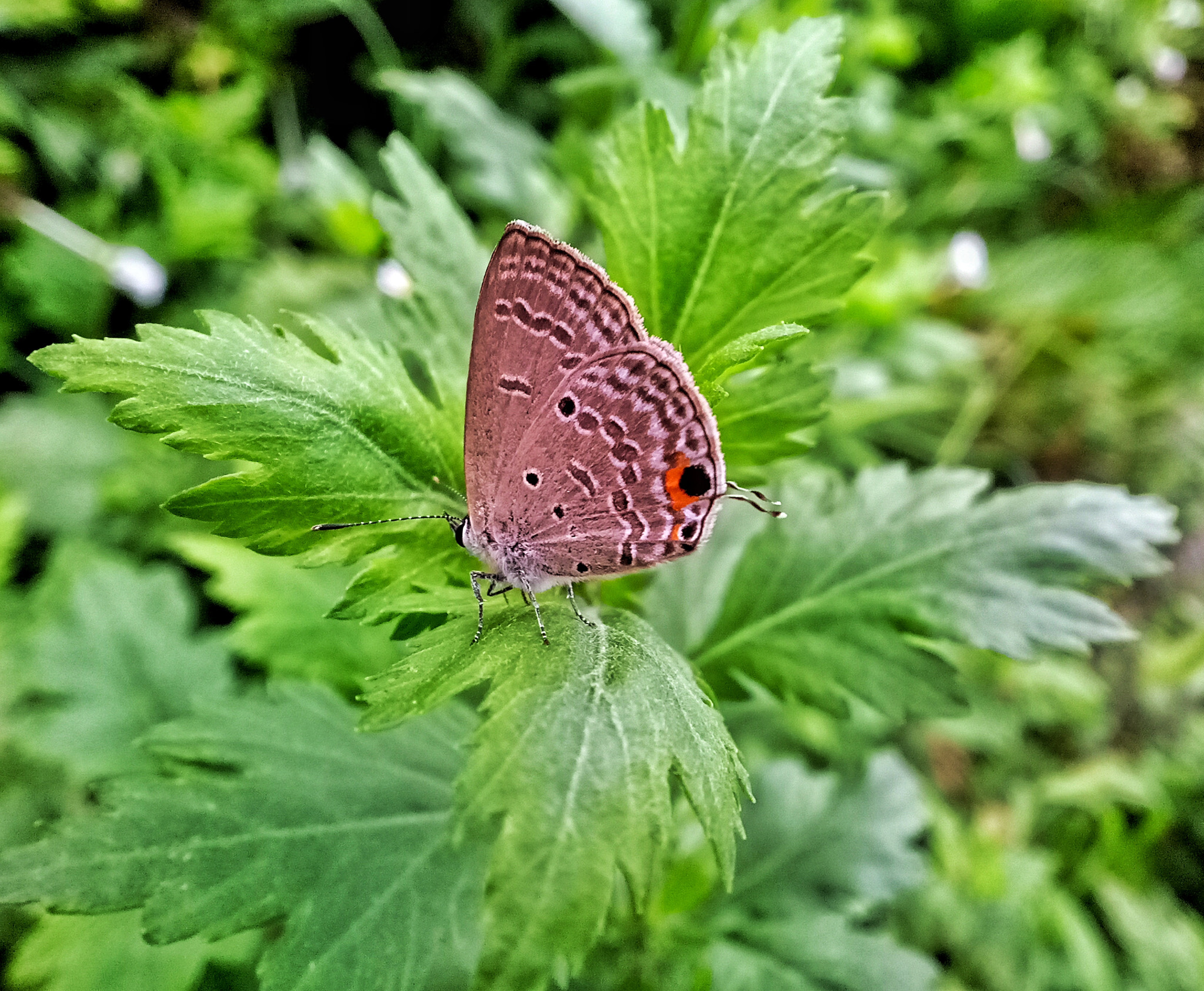 OPPO A59M sample photo