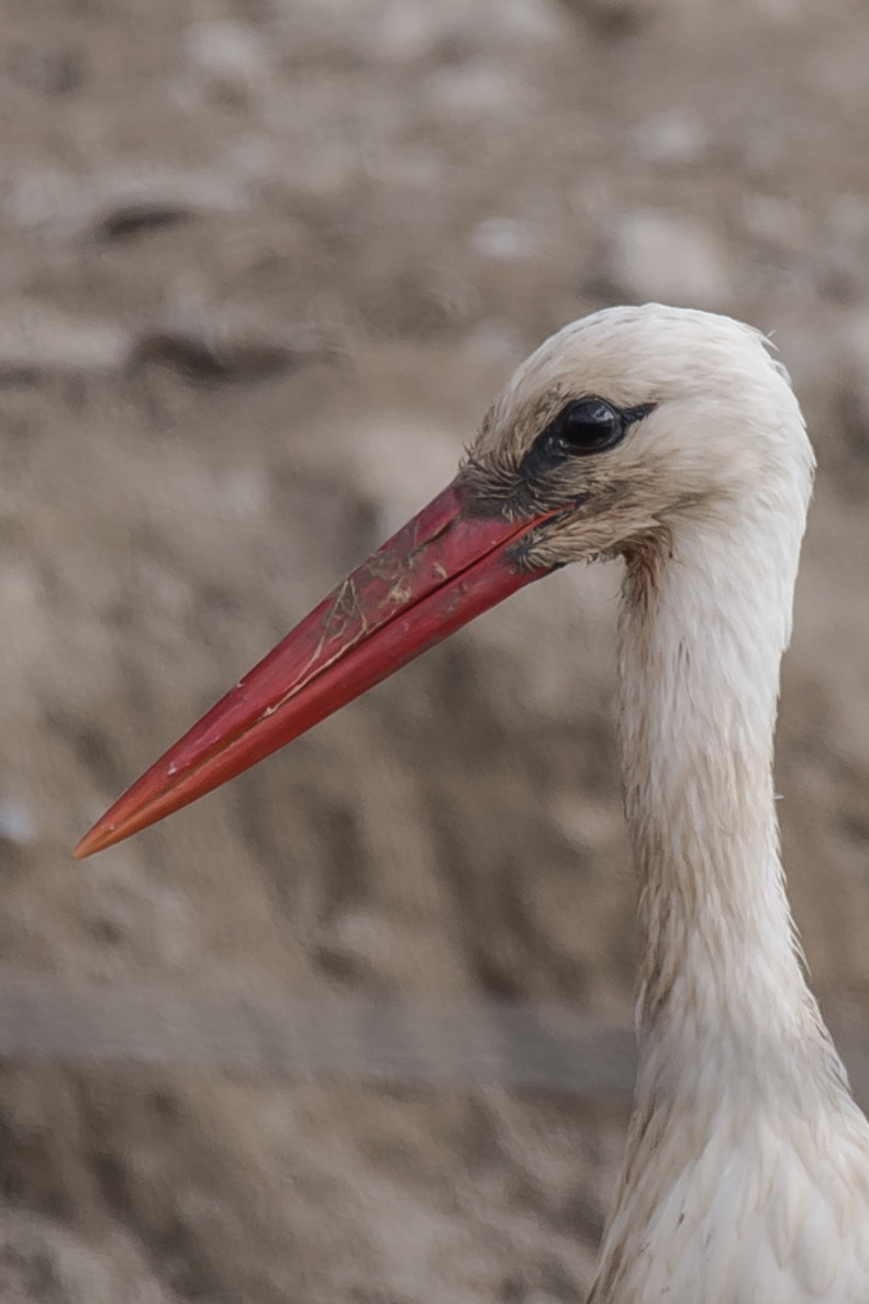 Nikon AF-S Nikkor 200-500mm F5.6E ED VR sample photo. Handsome photography