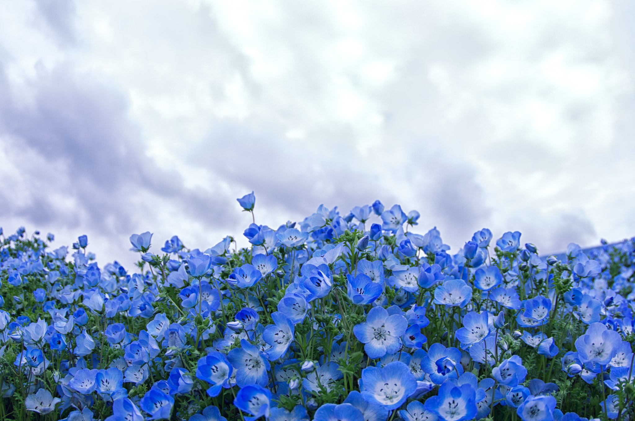 Pentax K-r sample photo. ** photography