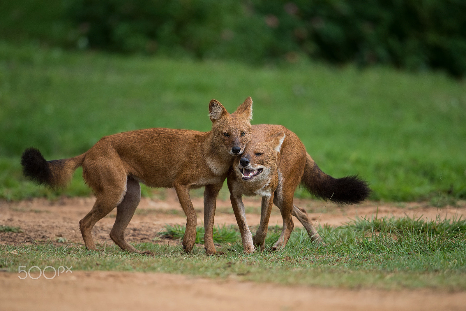 Nikon D4S + Nikon AF-S Nikkor 600mm F4G ED VR sample photo. Wild dogs photography