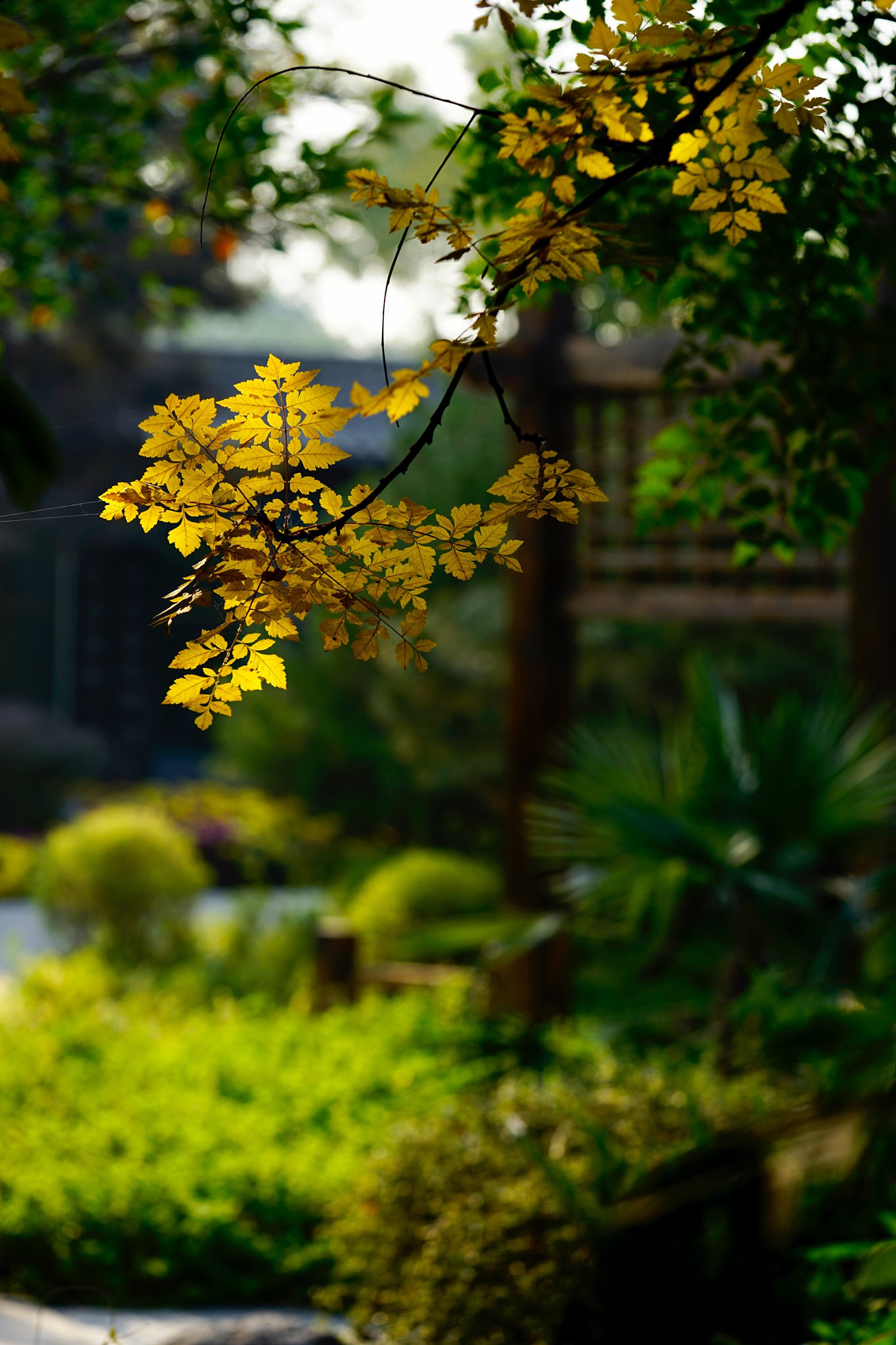 Sony a7 II + Sony FE 90mm F2.8 Macro G OSS sample photo. 秋韵 photography
