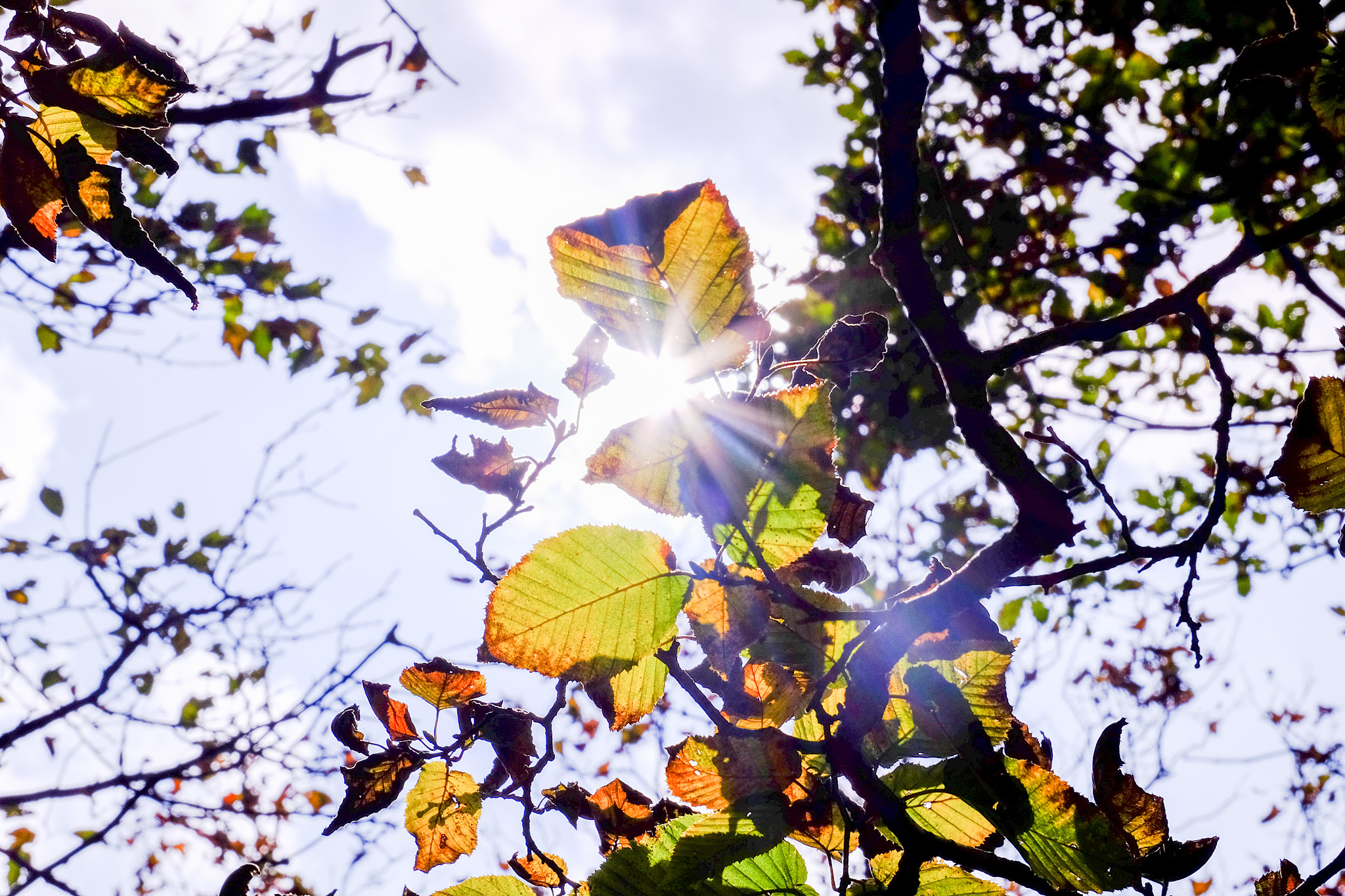 Fujifilm XC 16-50mm F3.5-5.6 OIS sample photo. 逆光的叶子 photography