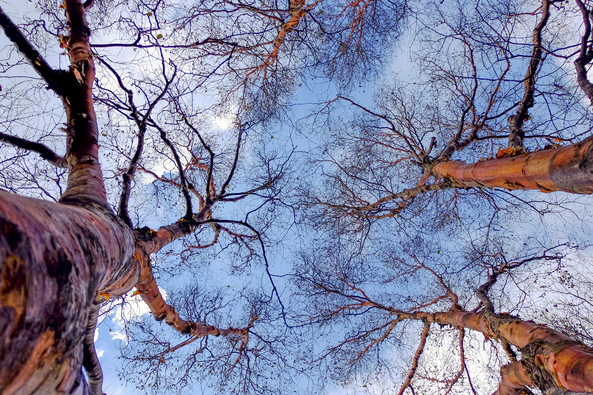 Fujifilm XC 16-50mm F3.5-5.6 OIS sample photo. Tree photography