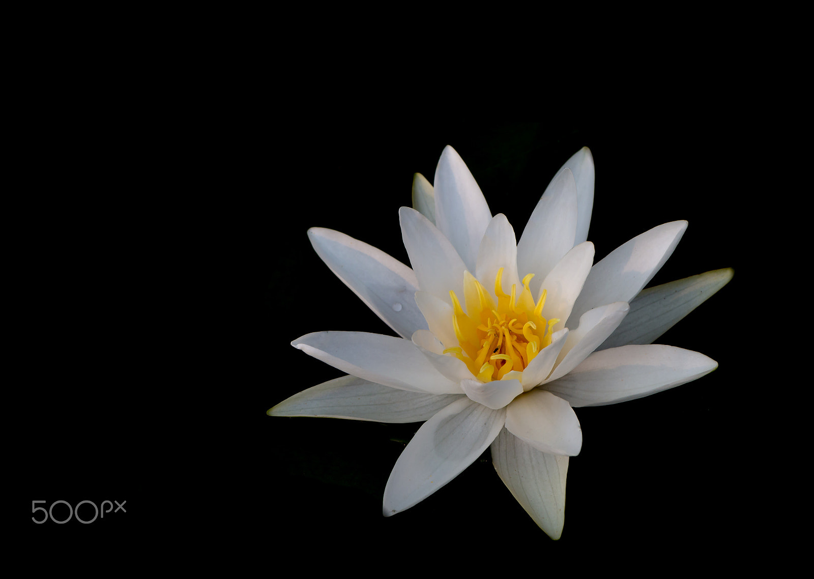 Canon EOS 70D sample photo. Water lily photography
