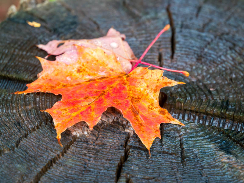 Panasonic Lumix DMC-GX7 sample photo. Fall colors photography