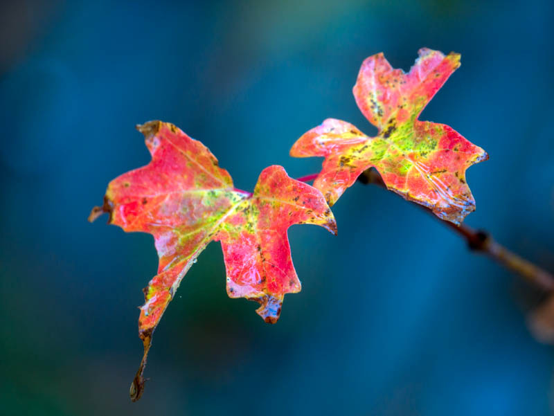 LUMIX G VARIO 45-150/F4.0-5.6 sample photo. Fall colors photography