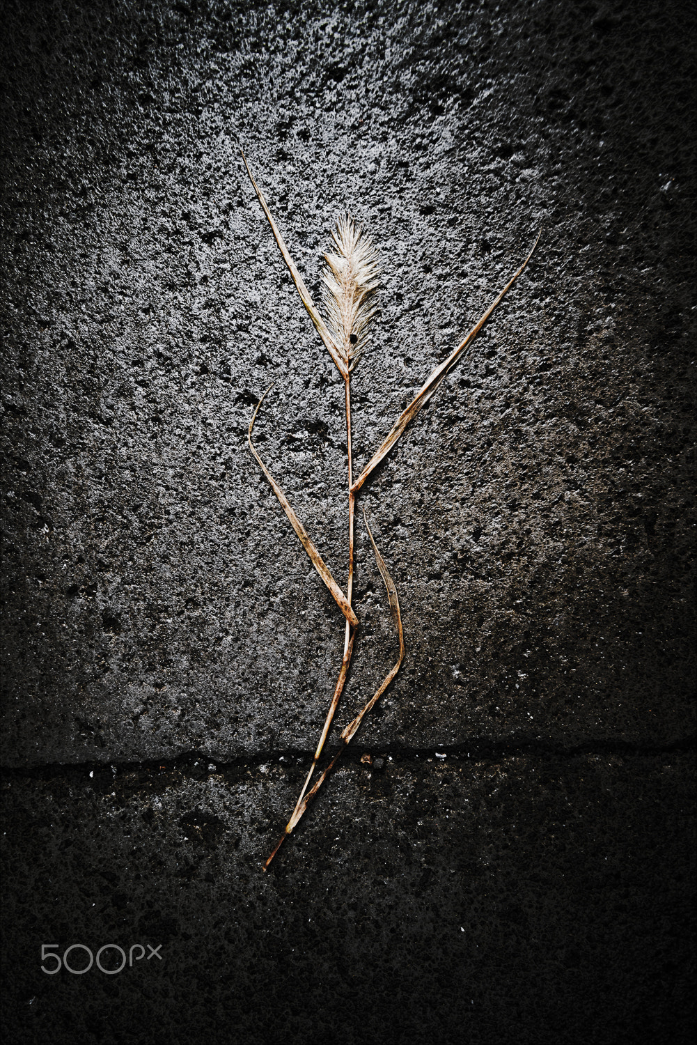 Sigma 12-24mm F4.5-5.6 II DG HSM sample photo. Death of grass photography