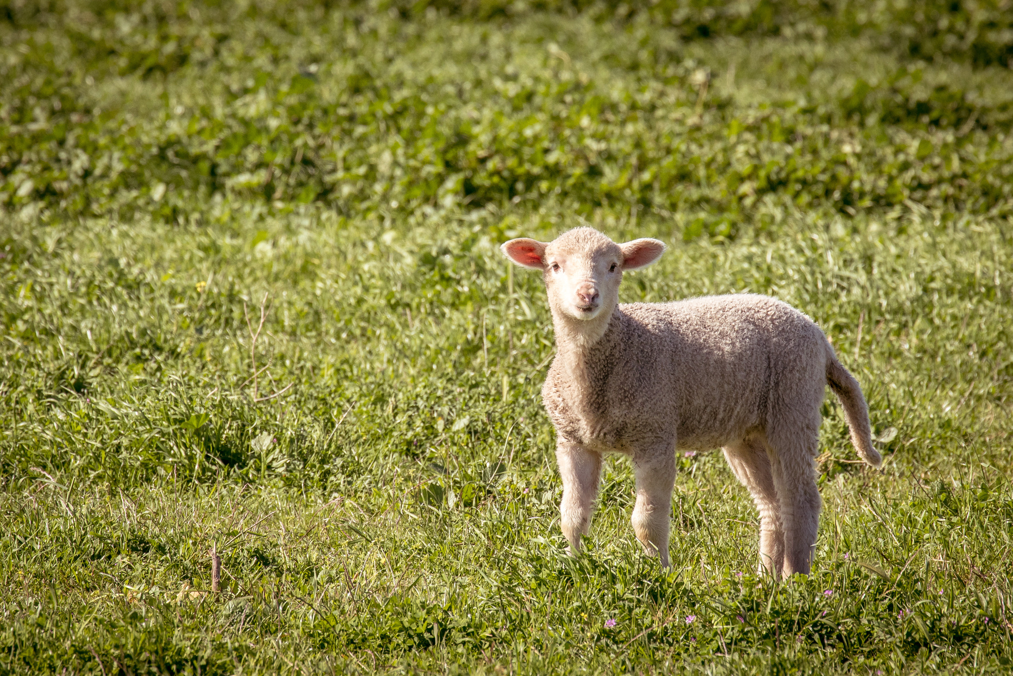 Canon EF 70-300mm F4-5.6L IS USM sample photo. Spring photography
