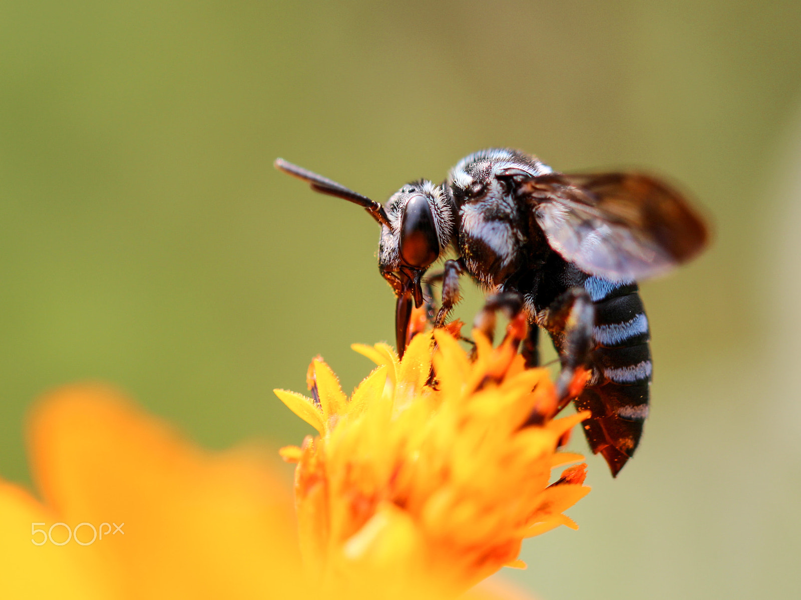 Sigma 105mm F2.8 EX DG OS HSM sample photo. Cuckoo bee - thyreus decorus photography
