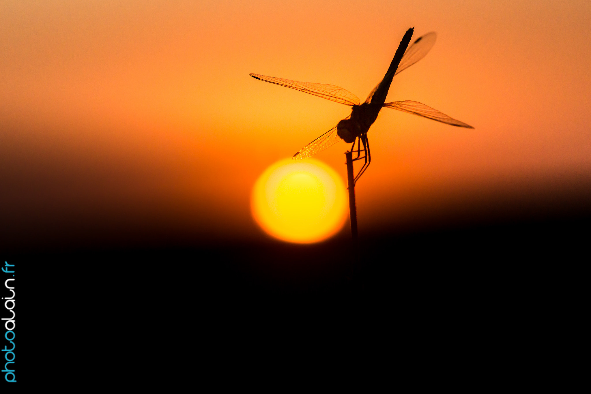 Sony SLT-A77 + Sony 100mm F2.8 Macro sample photo. Acrobat photography