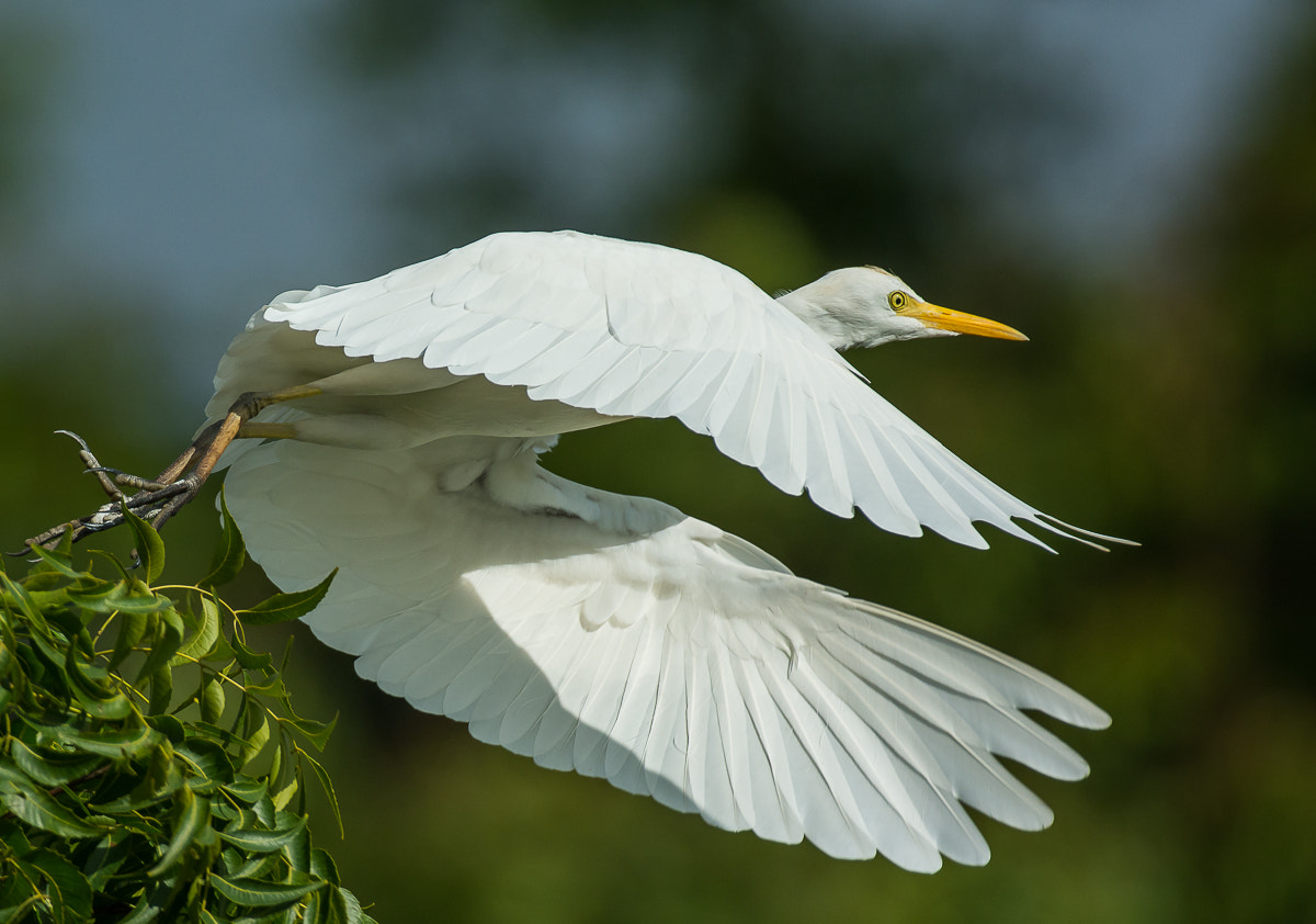 Nikon D7100 + Nikon AF-S Nikkor 200-400mm F4G ED-IF VR sample photo. Cattle egret photography