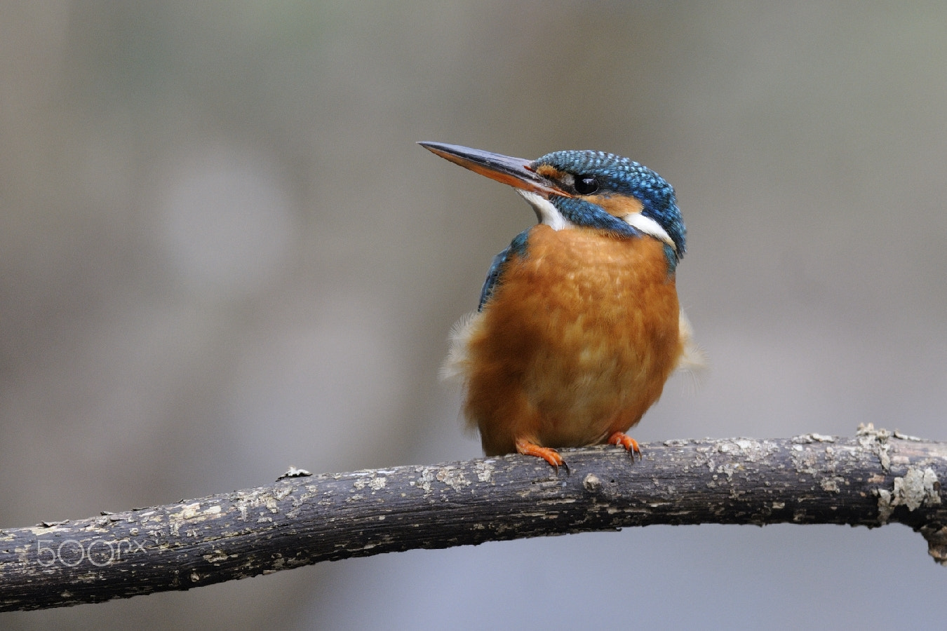 Nikon D300 sample photo. Dentelles..... photography