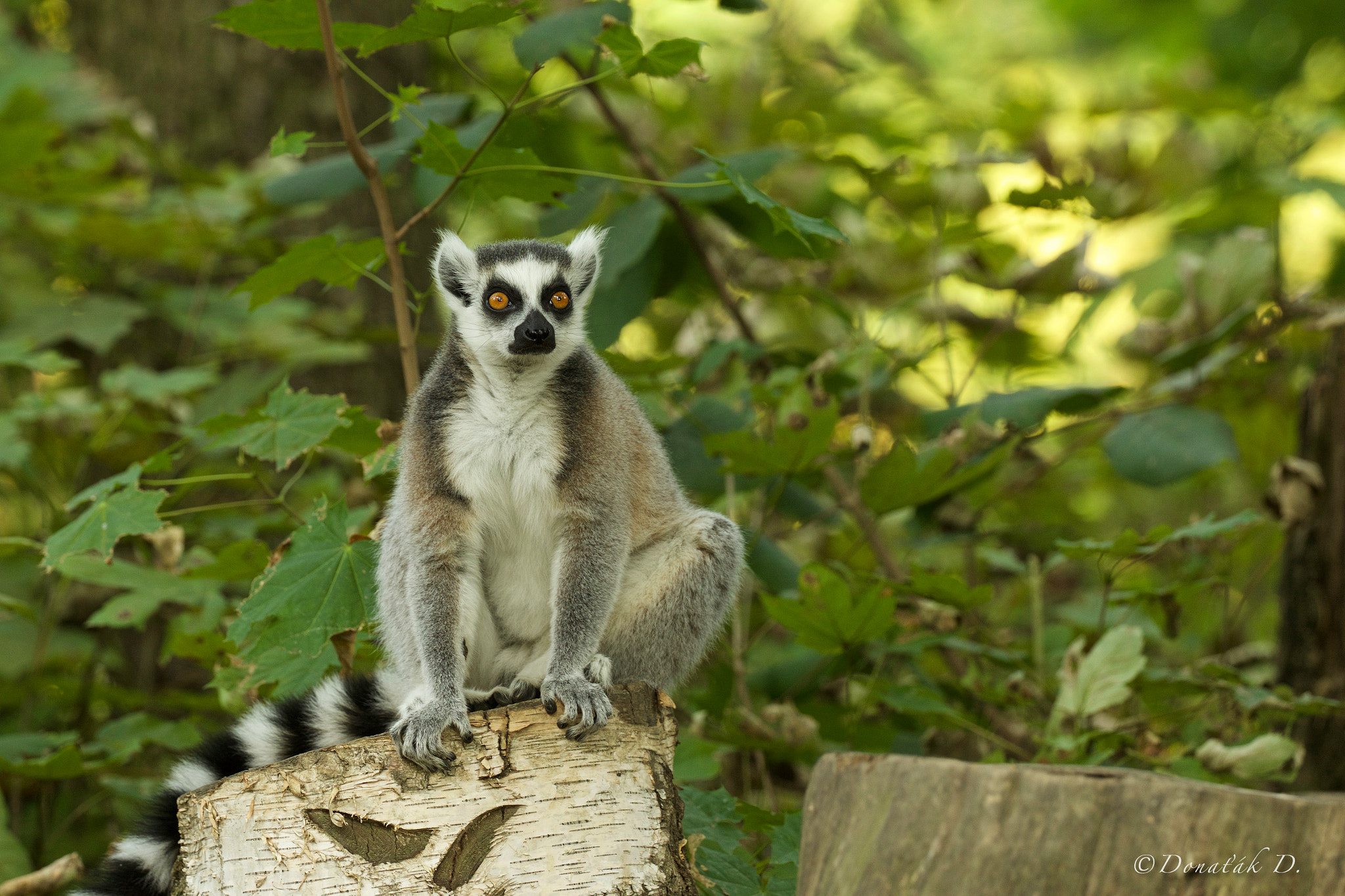 Canon EF 200-400mm F4L IS USM Extender 1.4x sample photo. Lemur běločelý (eulemur albifrons) photography