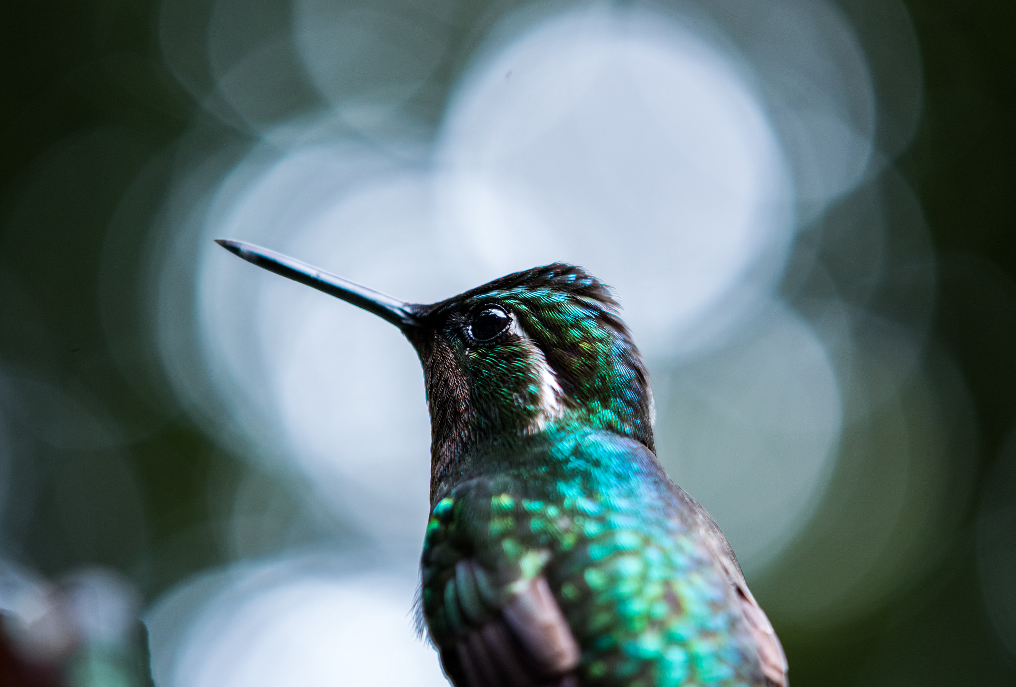 Nikon AF-S DX Micro-Nikkor 85mm F3.5G ED VR sample photo. Purple-throated hummingbird photography