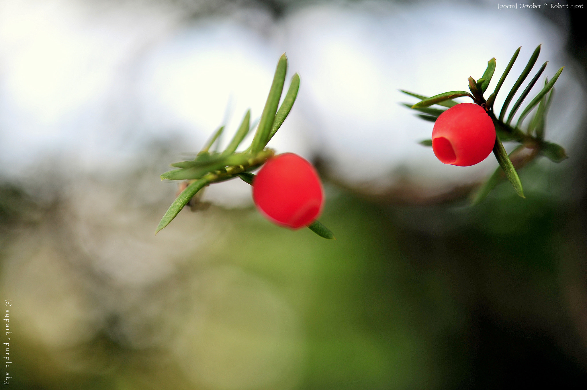 Nikon AF-S Micro-Nikkor 60mm F2.8G ED sample photo. October photography