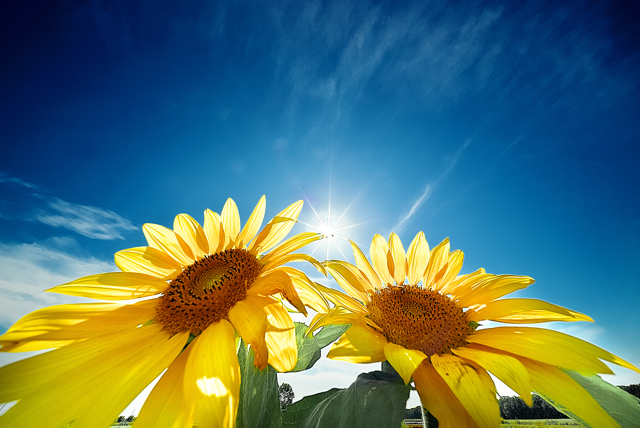 E 10mm F5.6 sample photo. Sunflower girls photography