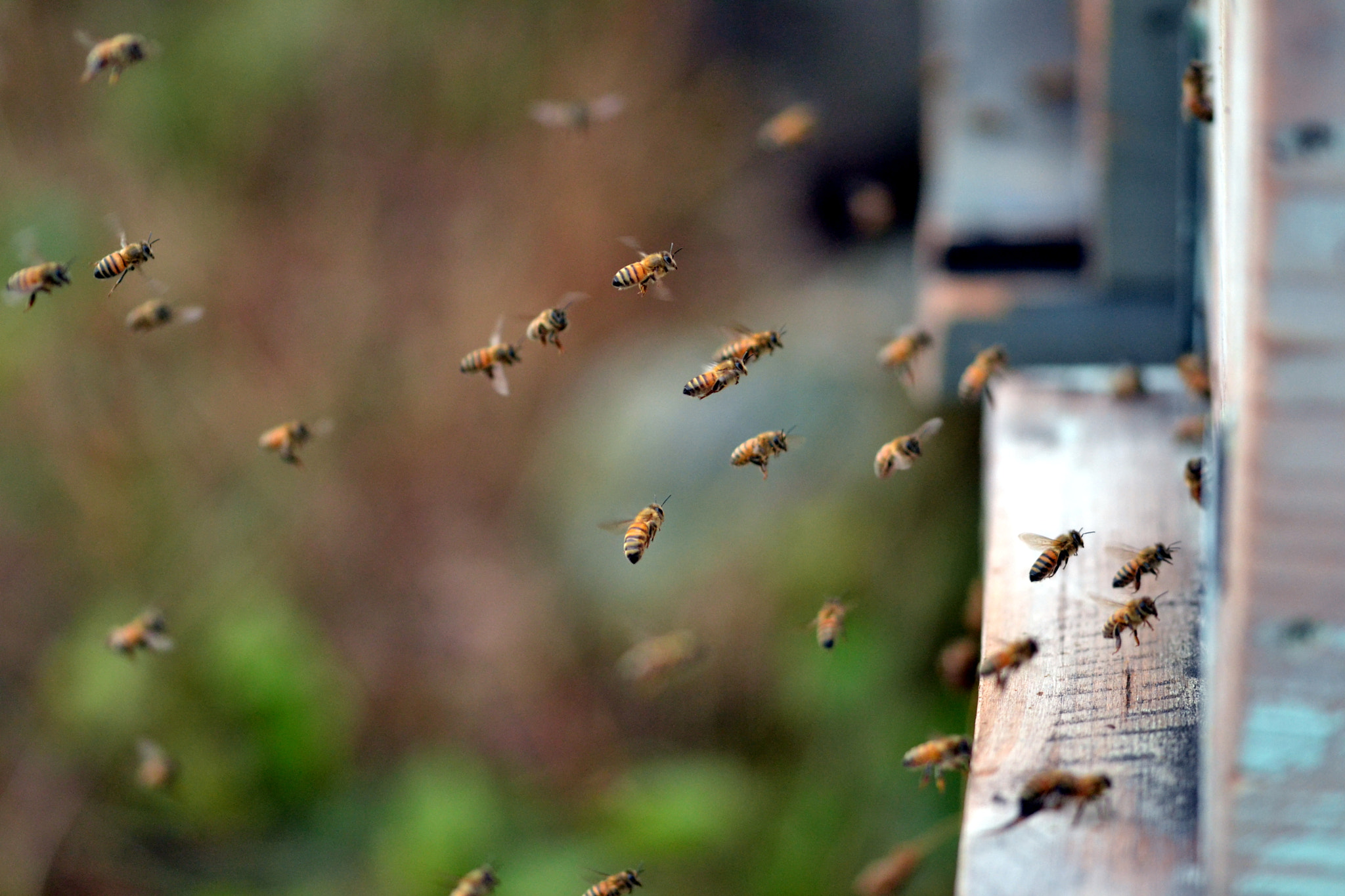 Sigma 105mm F2.8 EX DG OS HSM sample photo. Come back to home photography