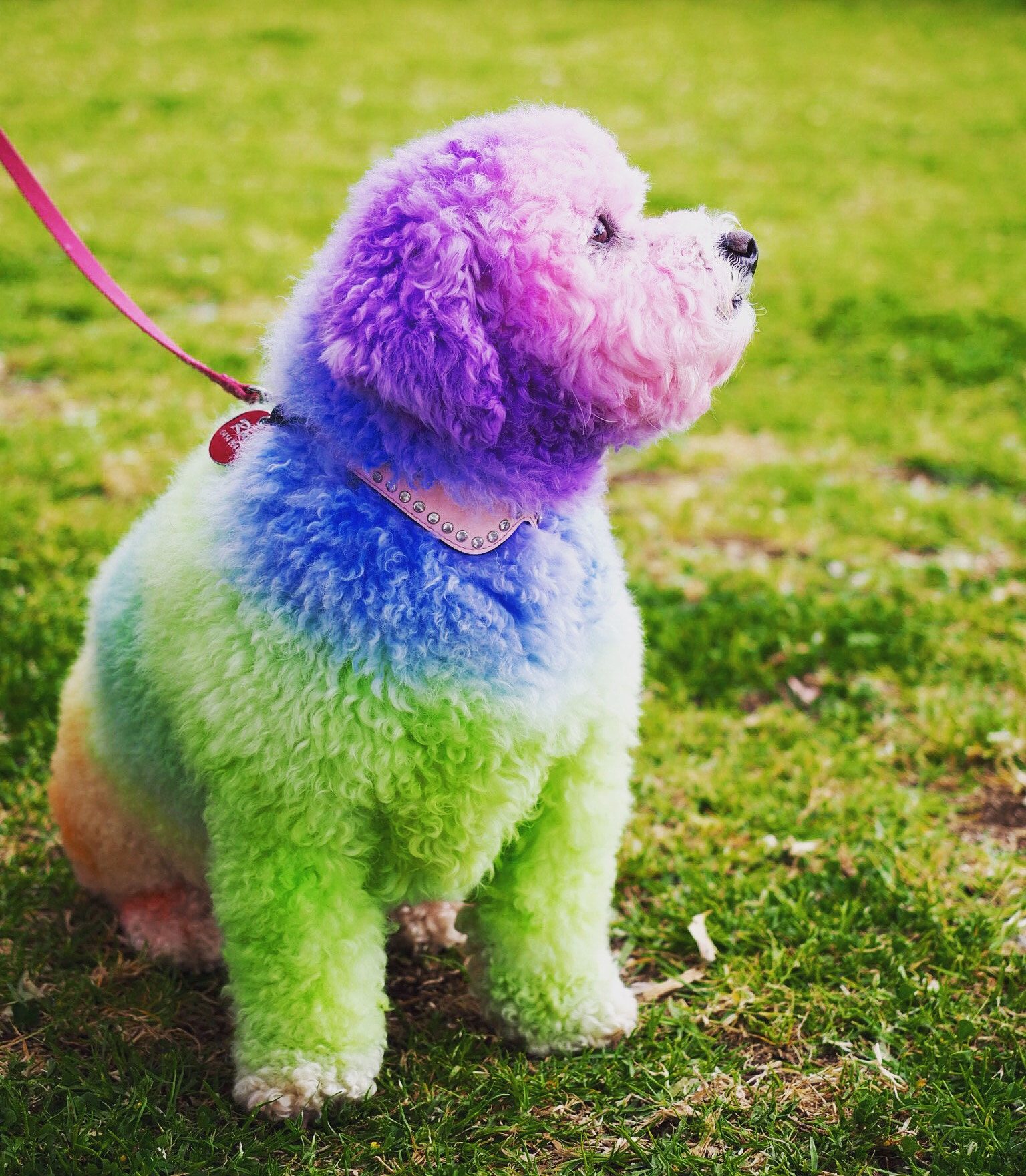 Olympus M.Zuiko Digital ED 12-40mm F2.8 Pro sample photo. Rainbow dog photography