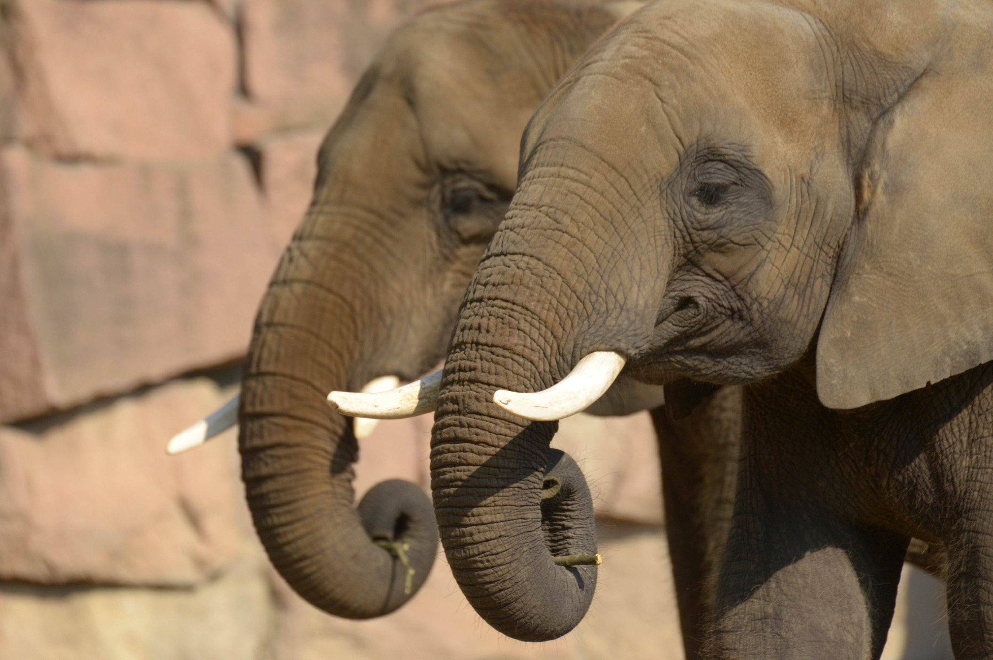 Nikon D800 sample photo. Elefanten - tierpark berlin photography