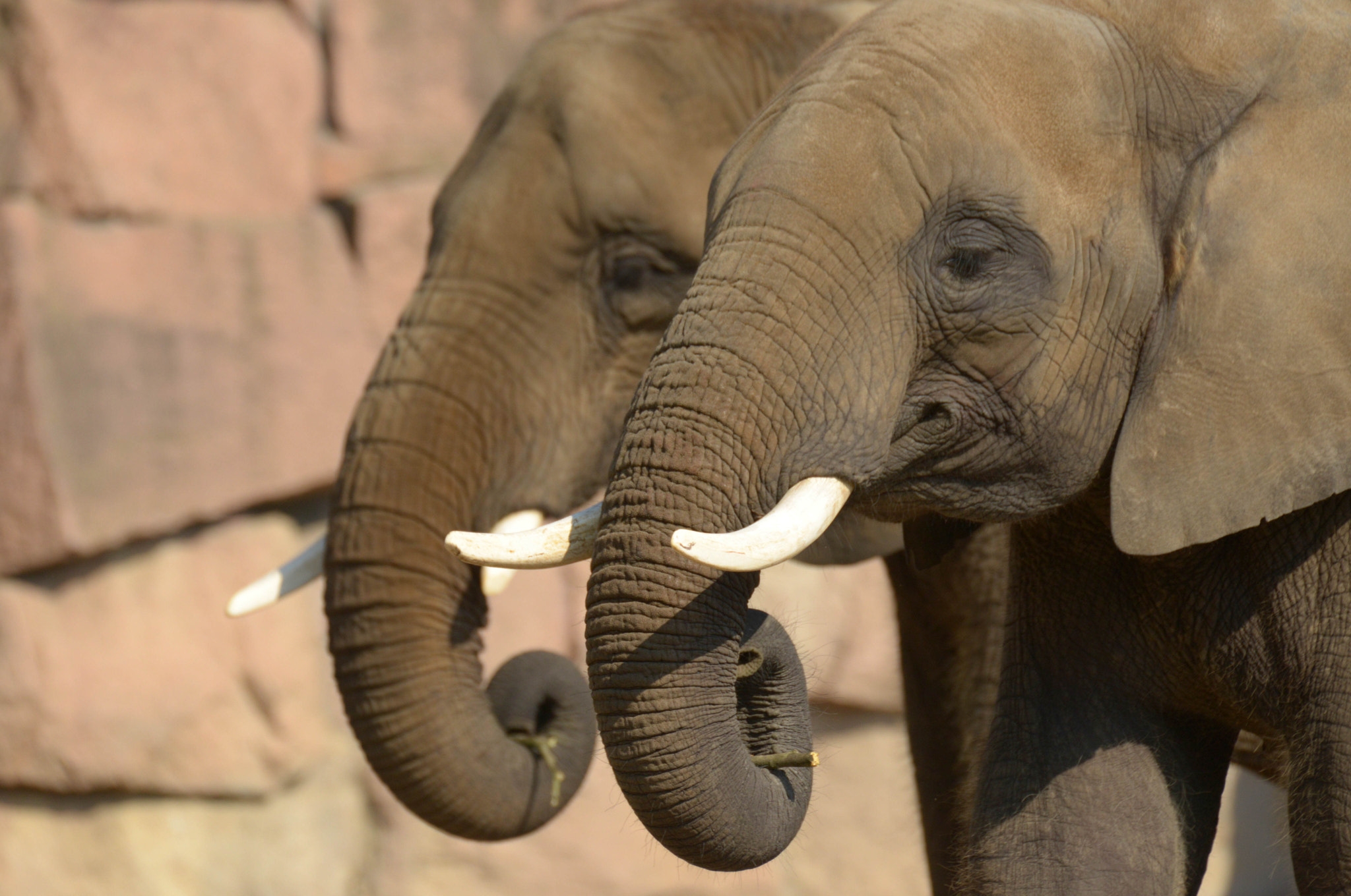 Nikon D800 + Sigma 50-500mm F4.5-6.3 DG OS HSM sample photo. Elefanten - tierpark berlin photography