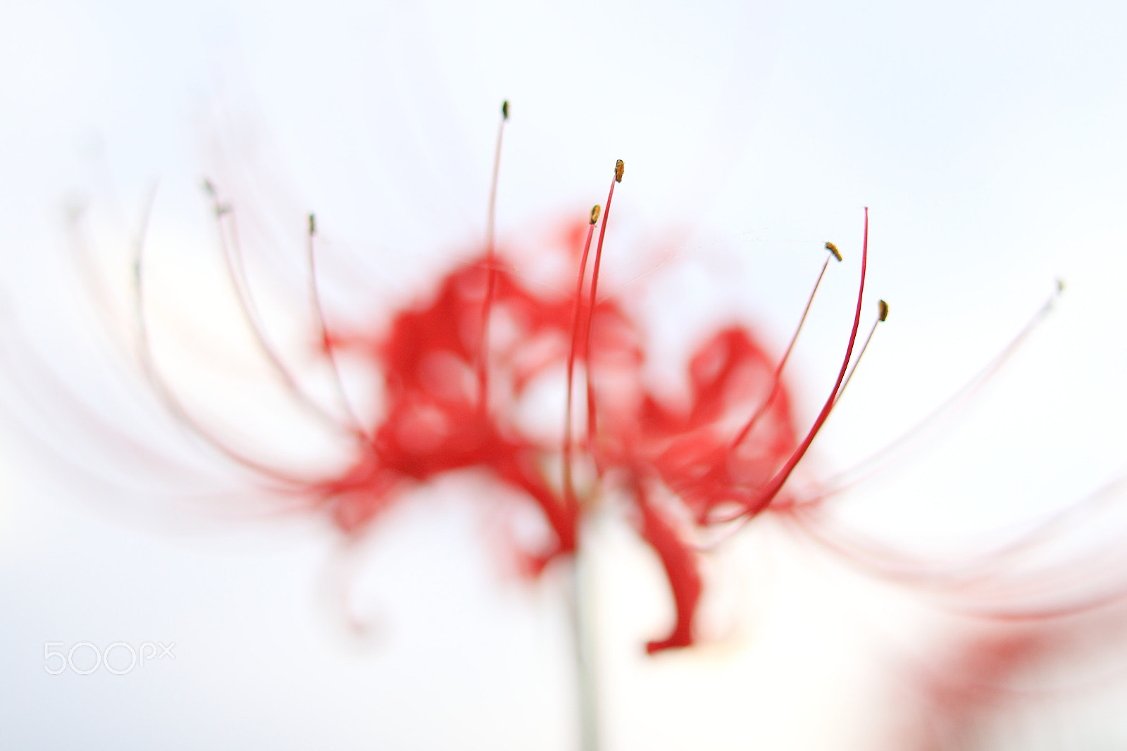 Canon EOS 6D sample photo. Red spider lily　曼珠沙華 photography