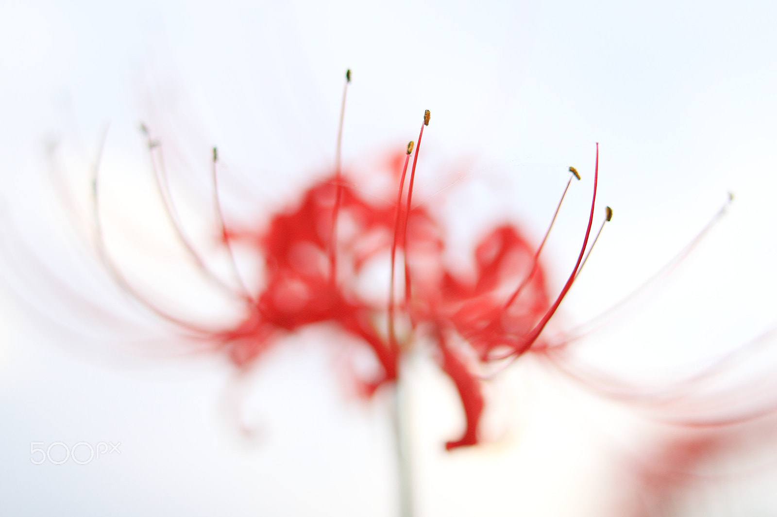 Sigma 28mm f/1.8 DG Macro EX sample photo. Red spider lily　曼珠沙華 photography