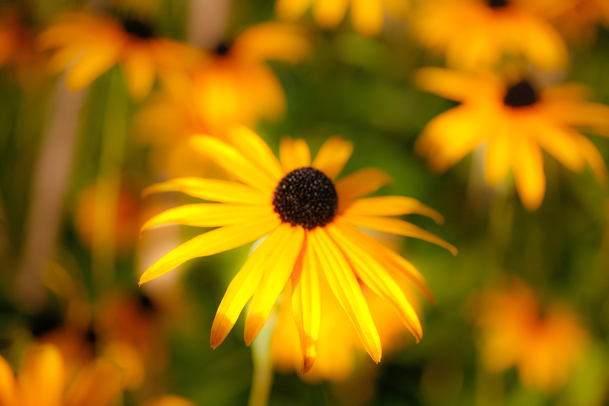 Canon EOS 5D + Canon EF 50mm F2.5 Macro sample photo. Sunny flowers photography