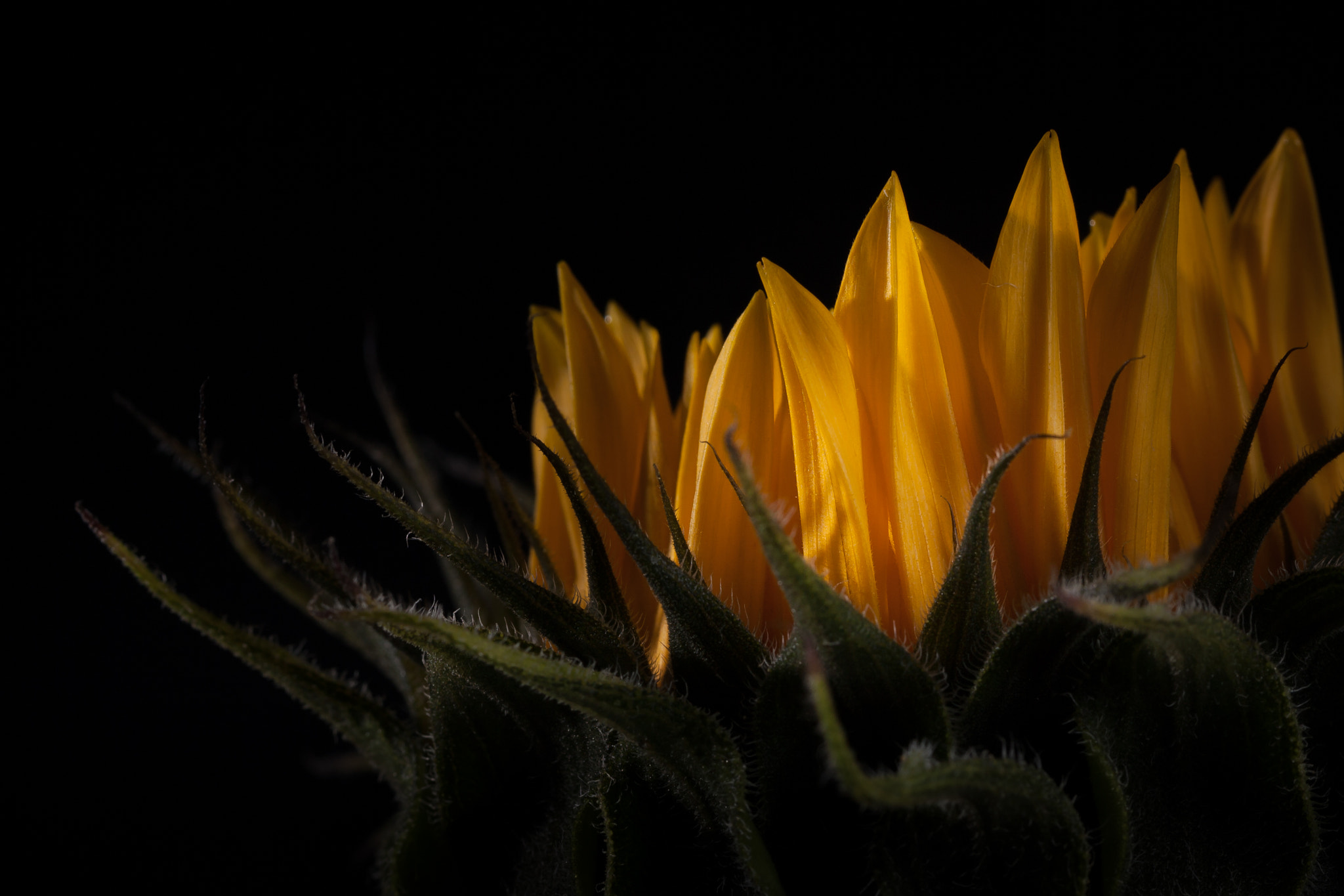Canon EF 100mm F2.8L Macro IS USM sample photo. "waiting for the sun..." photography