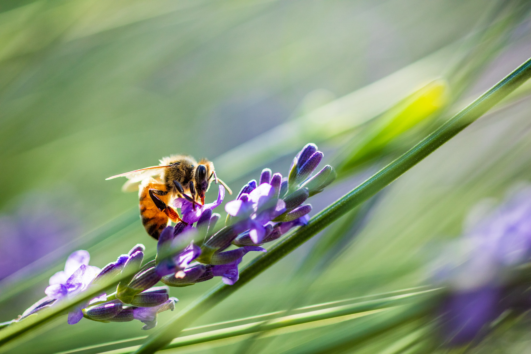 ZEISS Milvus 100mm F2 Macro sample photo. Taking a sip photography