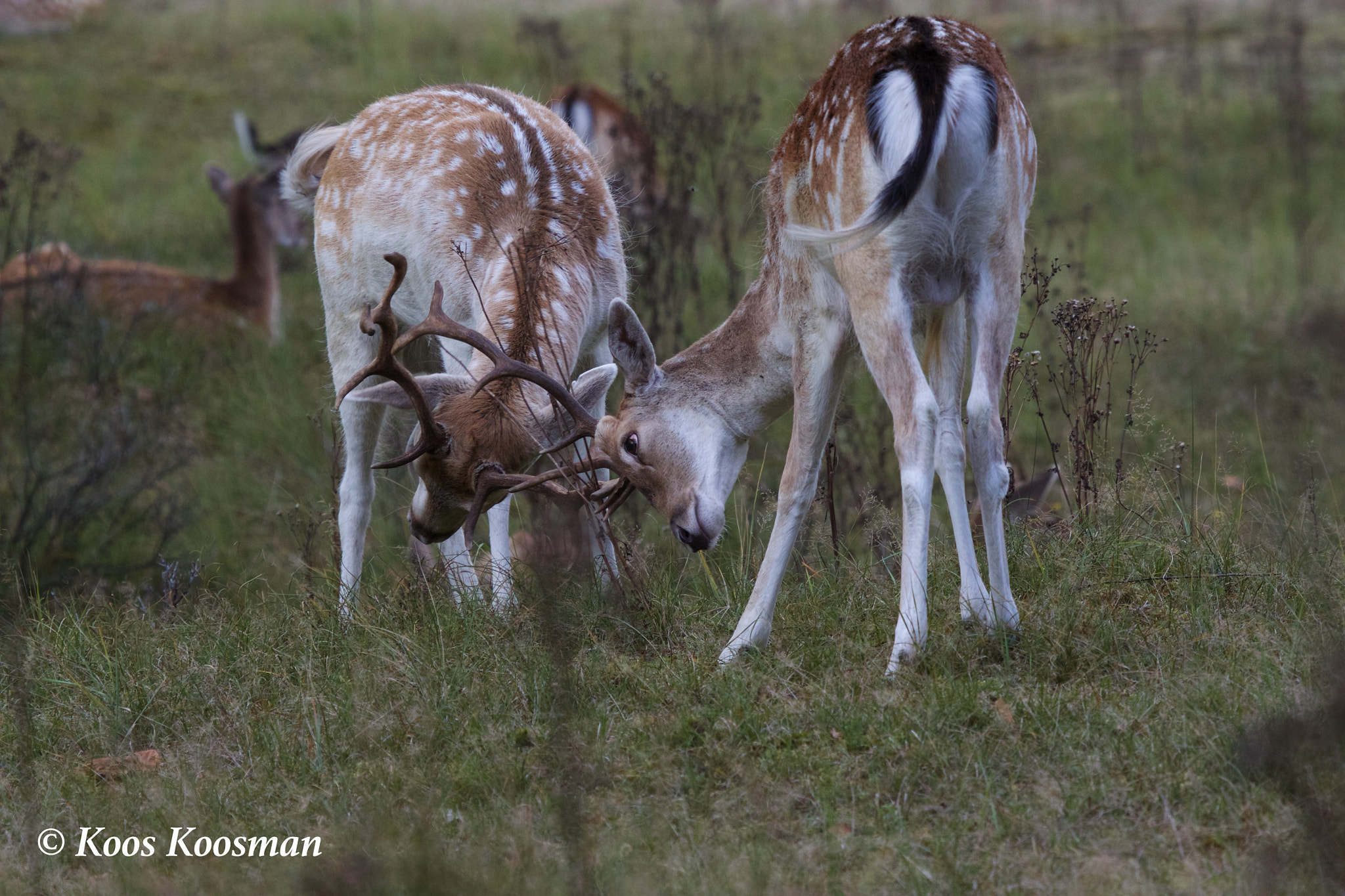 Canon EF 100-400mm F4.5-5.6L IS USM sample photo. Dama dama photography