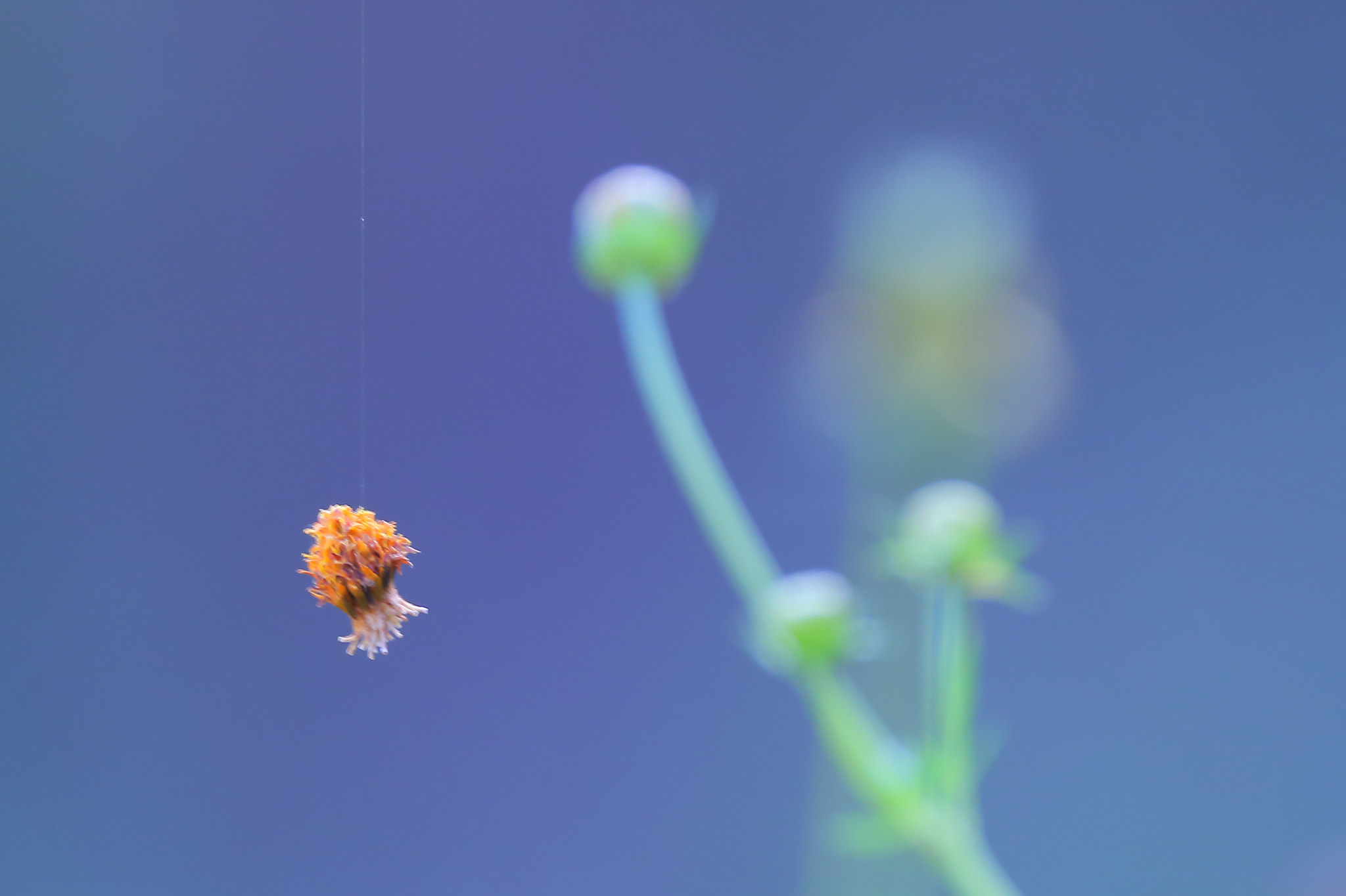 Sigma 150-600mm F5-6.3 DG OS HSM | C sample photo. Floating photography