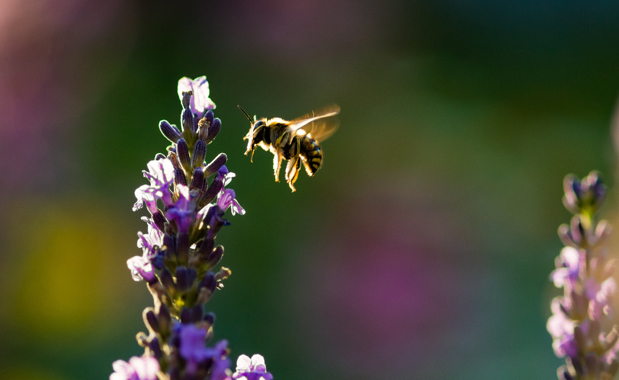 ZEISS Milvus 100mm F2 Macro sample photo. Hovering photography