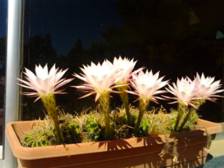 Samsung Galaxy Mini sample photo. Flower cactus photography
