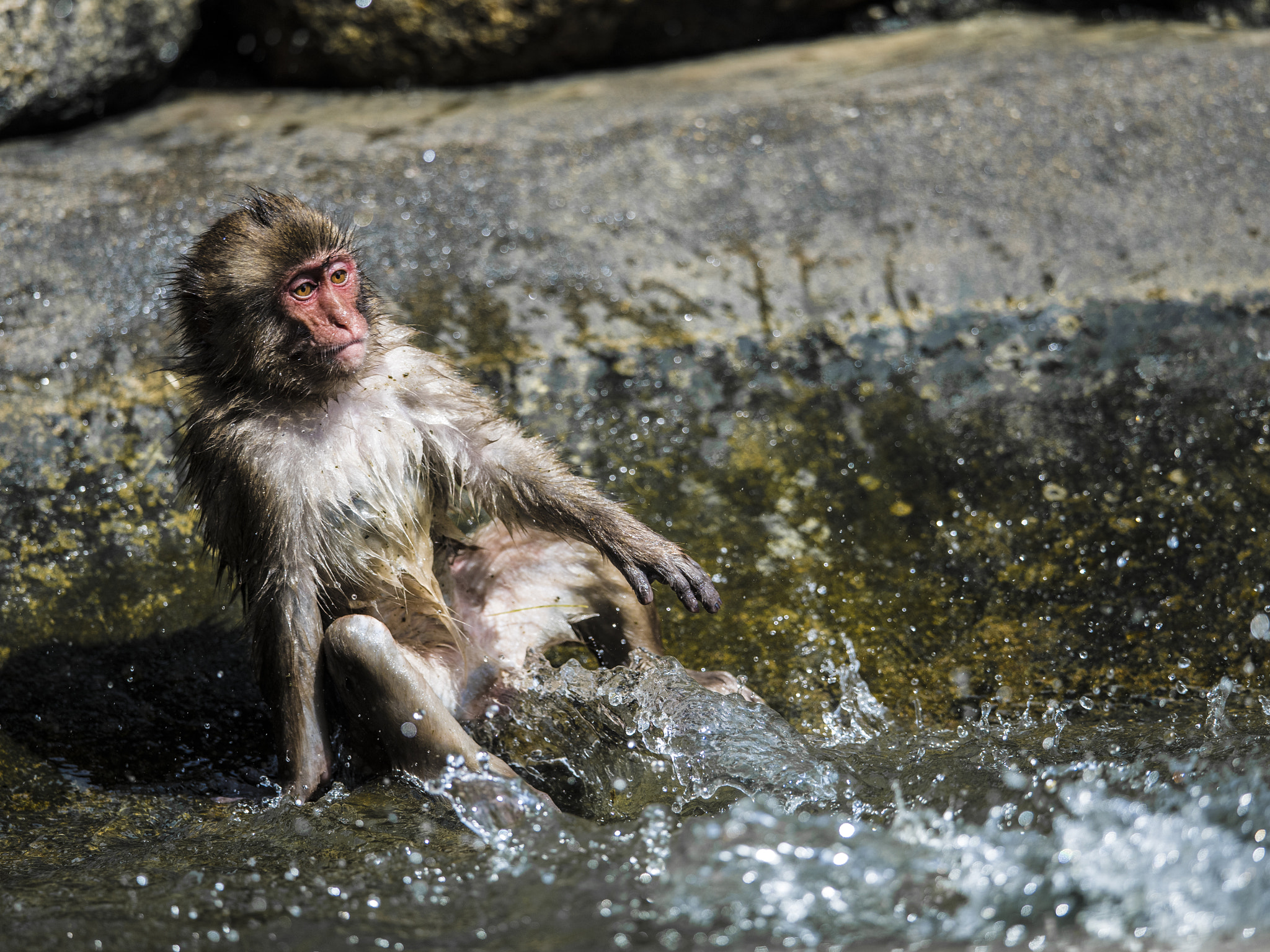 Nikon AF-S Nikkor 400mm F2.8E FL ED VR sample photo. Taking a bath... photography