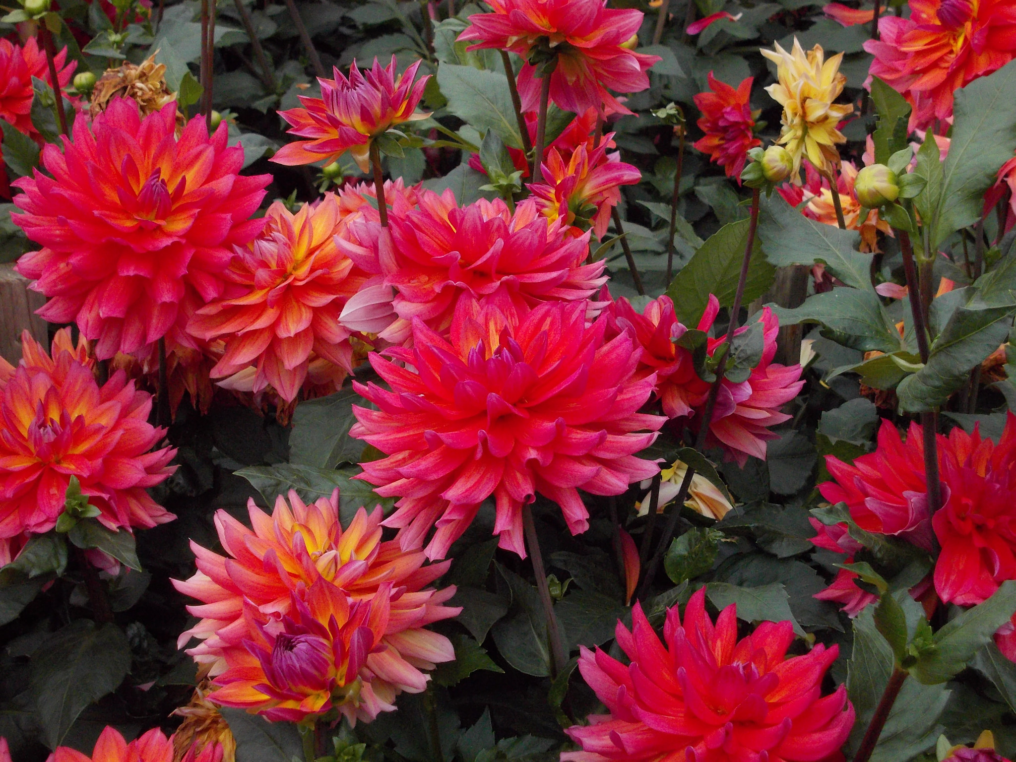 Nikon COOLPIX L25 sample photo. Pink flowers photography