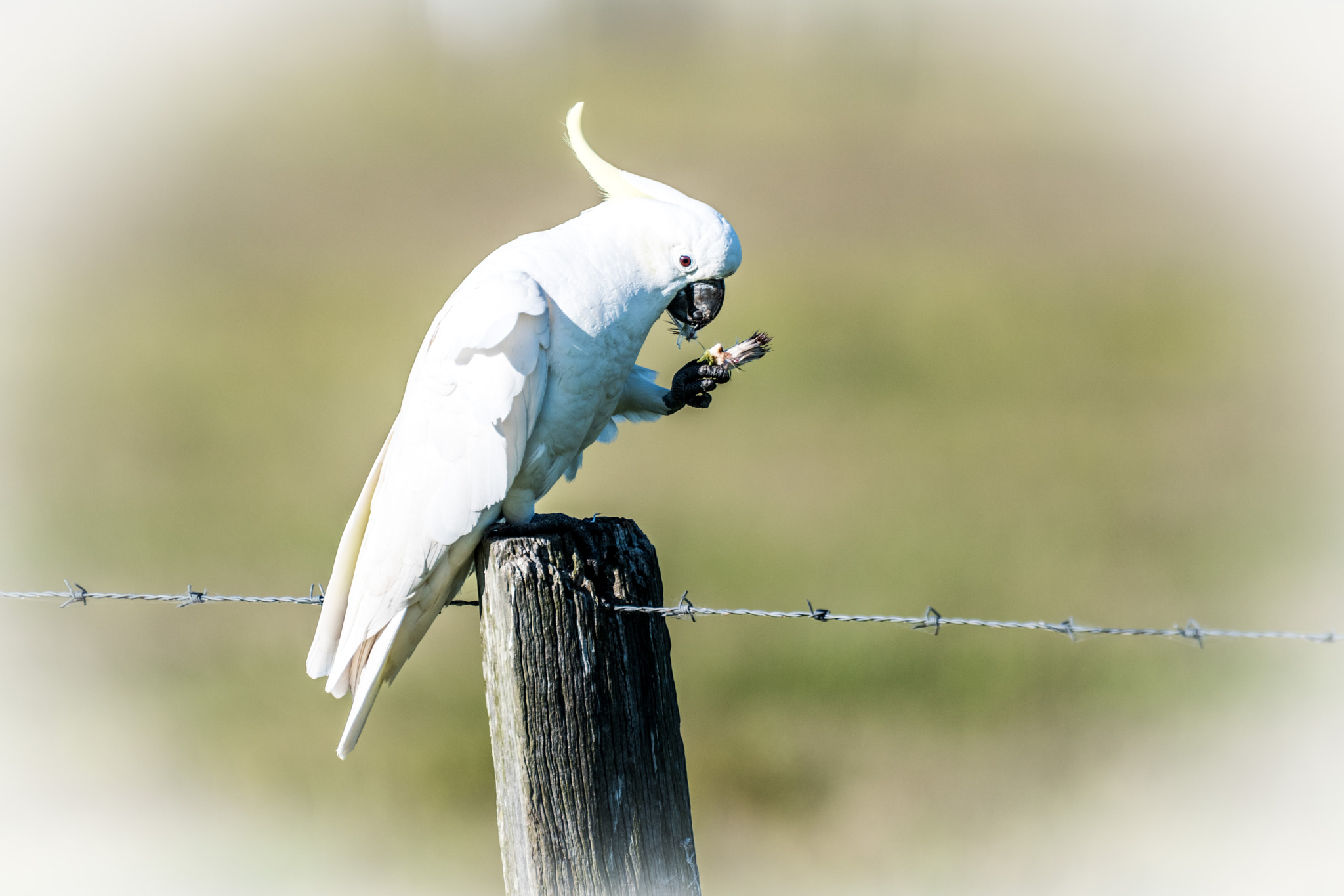 Nikon D500 sample photo. Sulphur-crested cockatoo photography