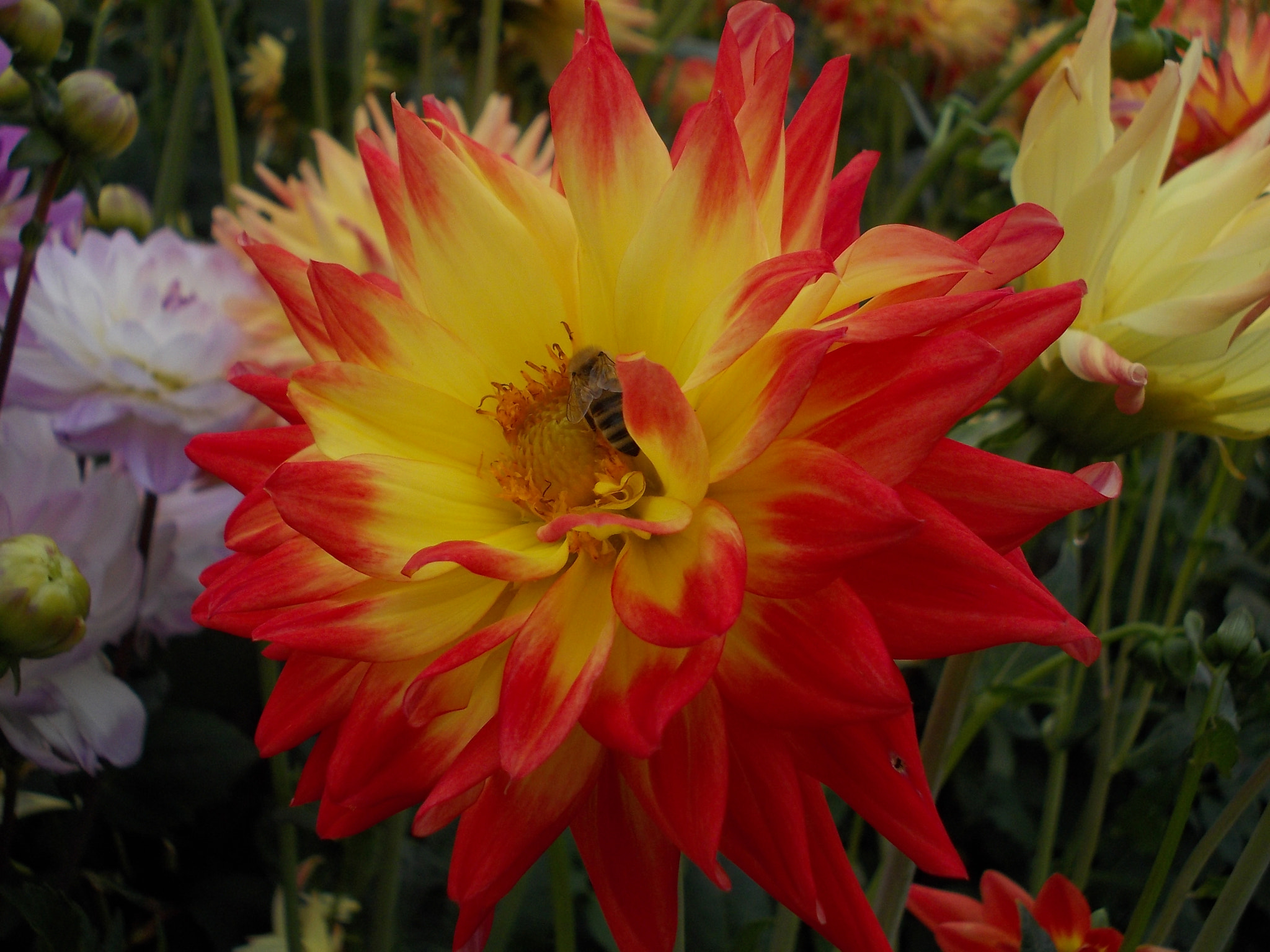 Nikon COOLPIX L25 sample photo. Bee in flower photography