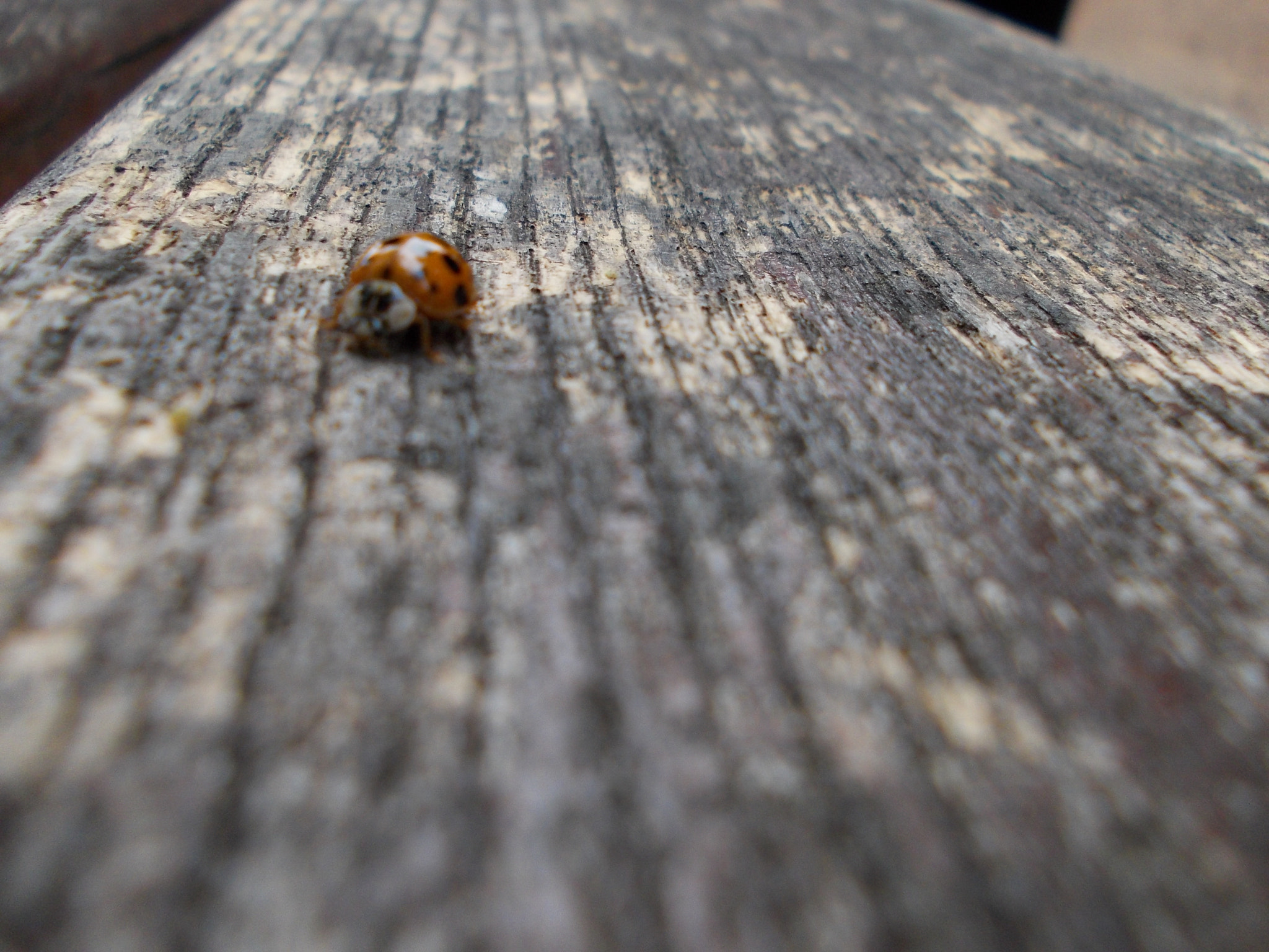 Nikon COOLPIX L25 sample photo. Ladybird photography