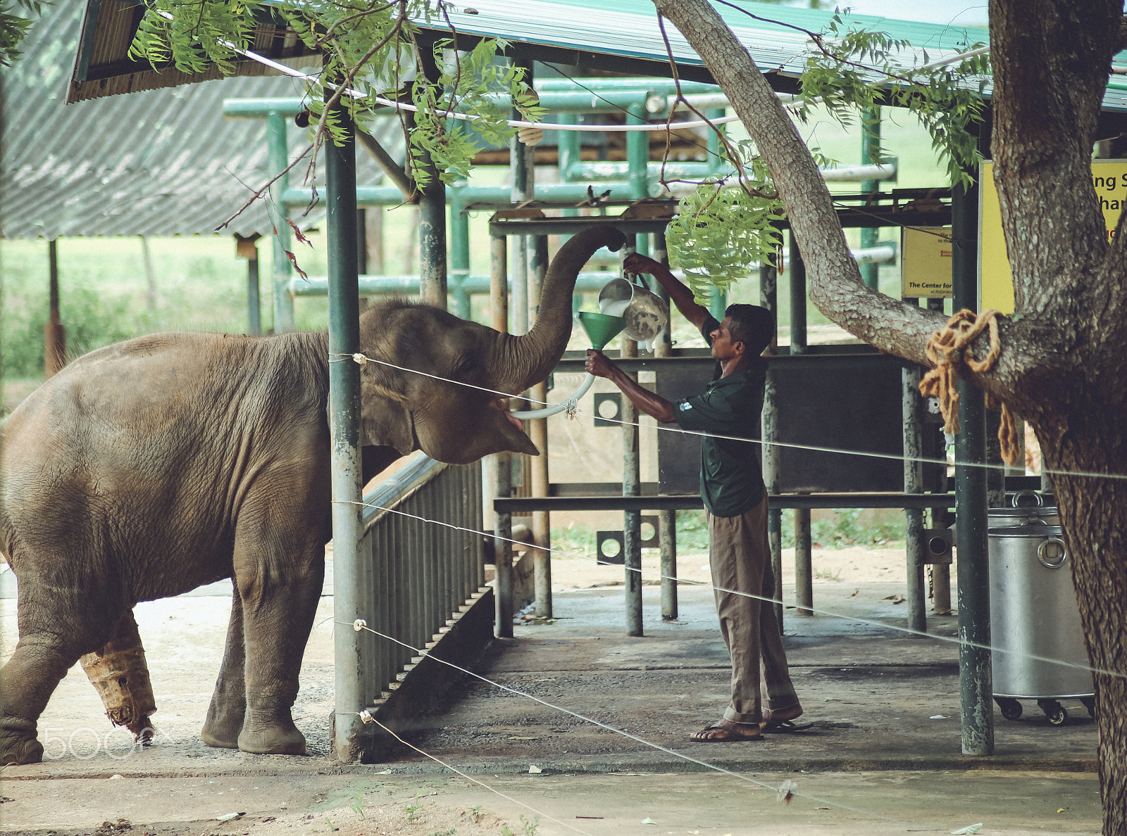 Canon EOS 6D sample photo. Elephant orphanage photography